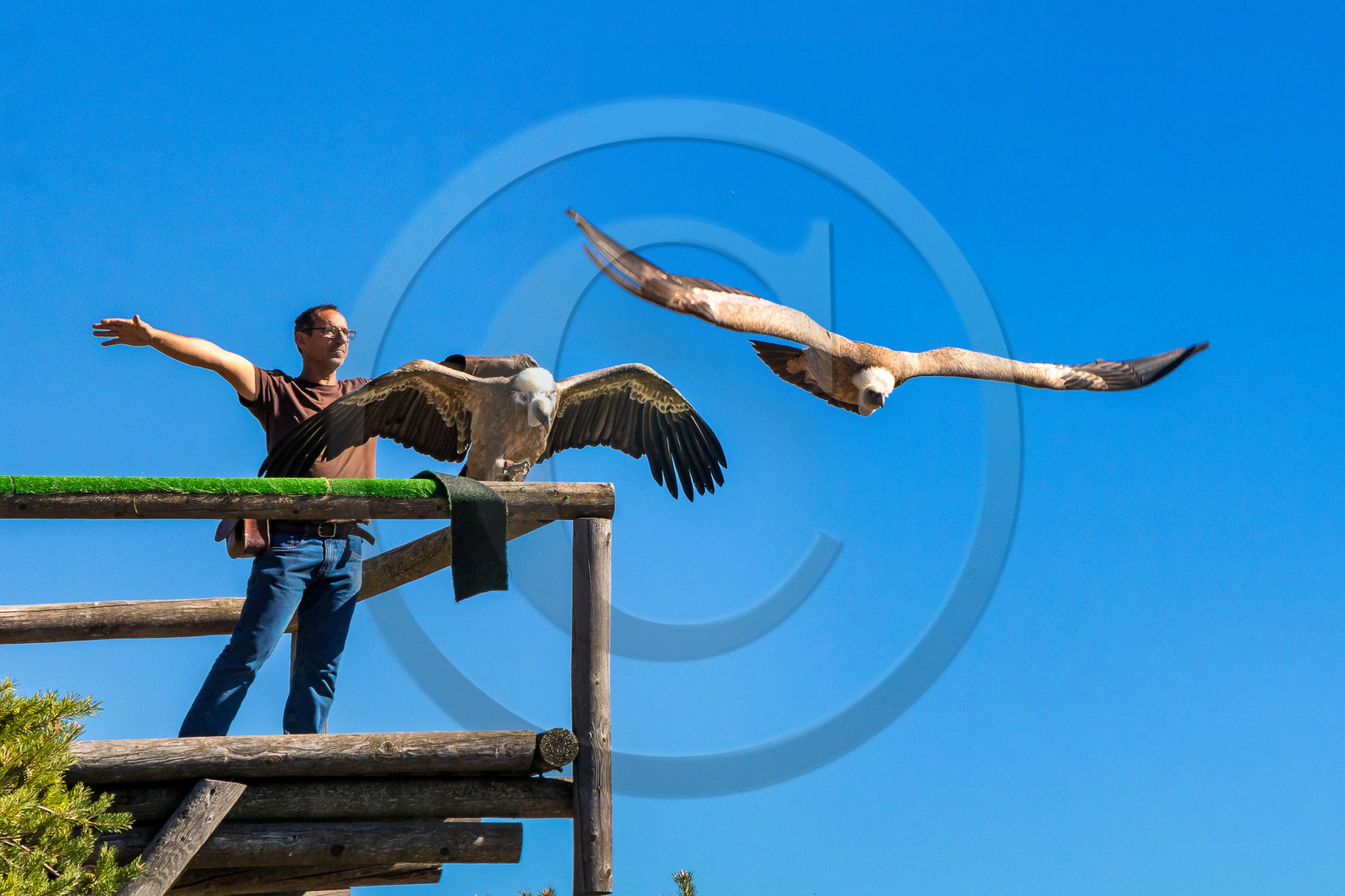 Parc animalier de Serre-Ponçon, vautour fauve, Gyps fulvus