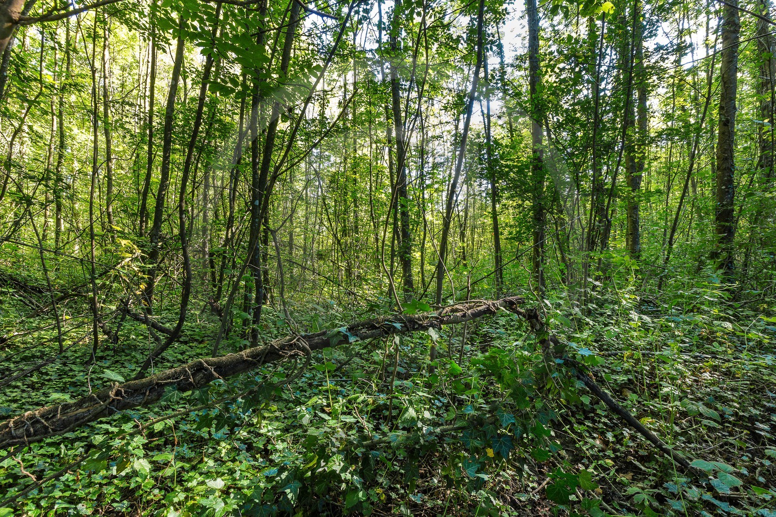 ENS de l'Isère, espace alluvial de la Rolande, forêt alluviale