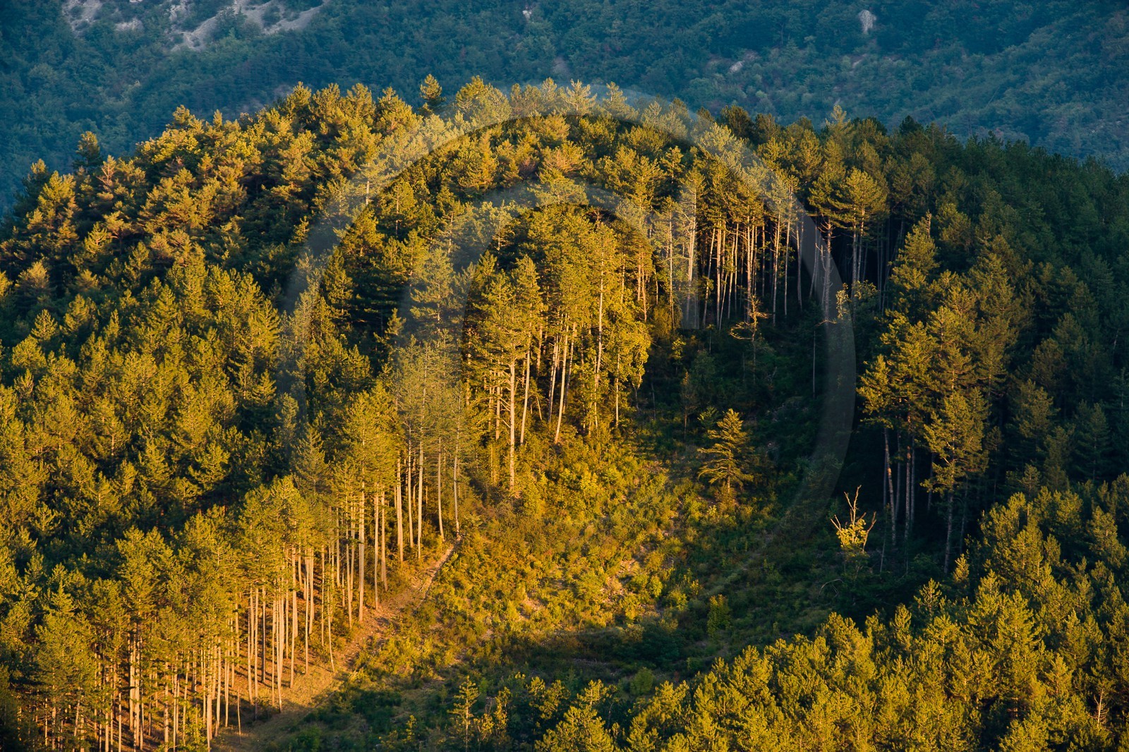Forêt de Durbon