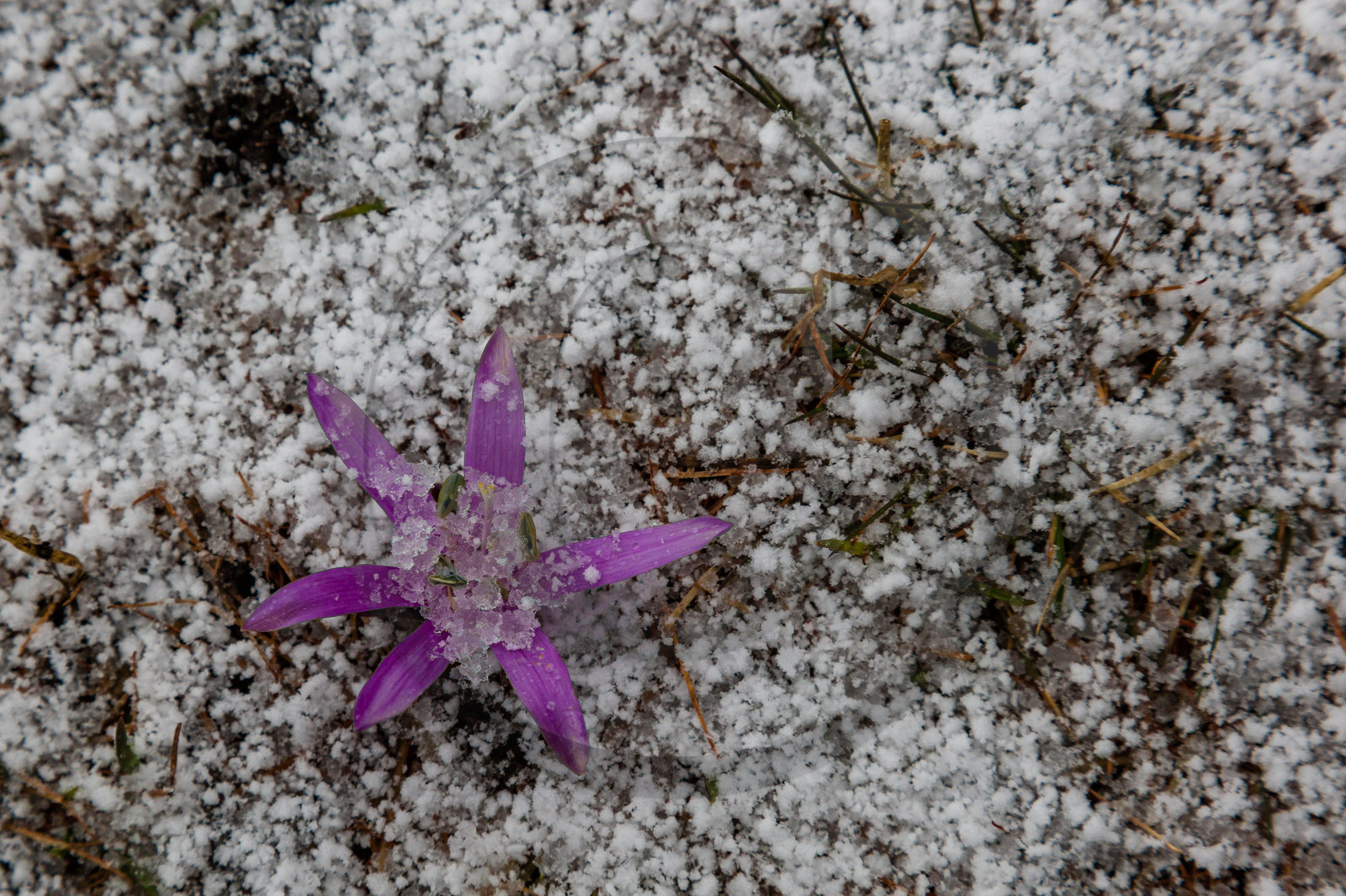 Crocus