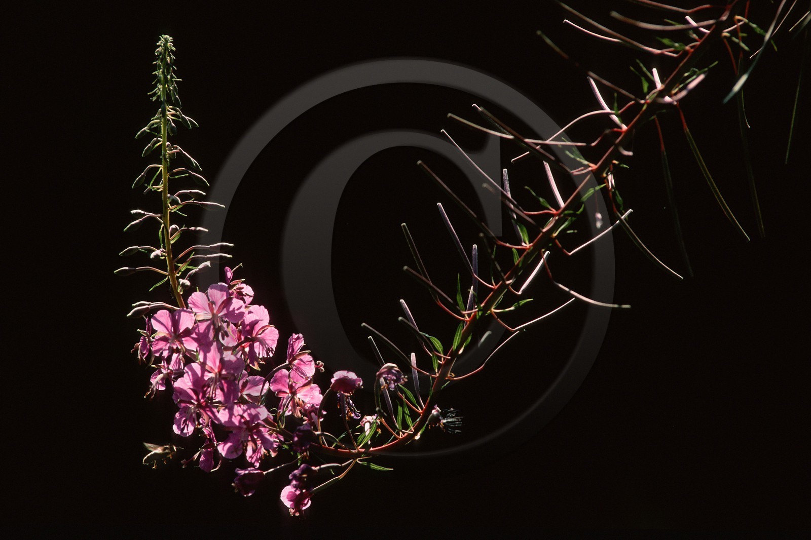 Épilobe en épi ou Laurier de Saint-Antoine, Chamerion angustifolium