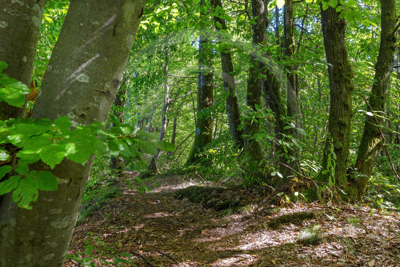 ENS de l'Isère, Etang des Béroudières