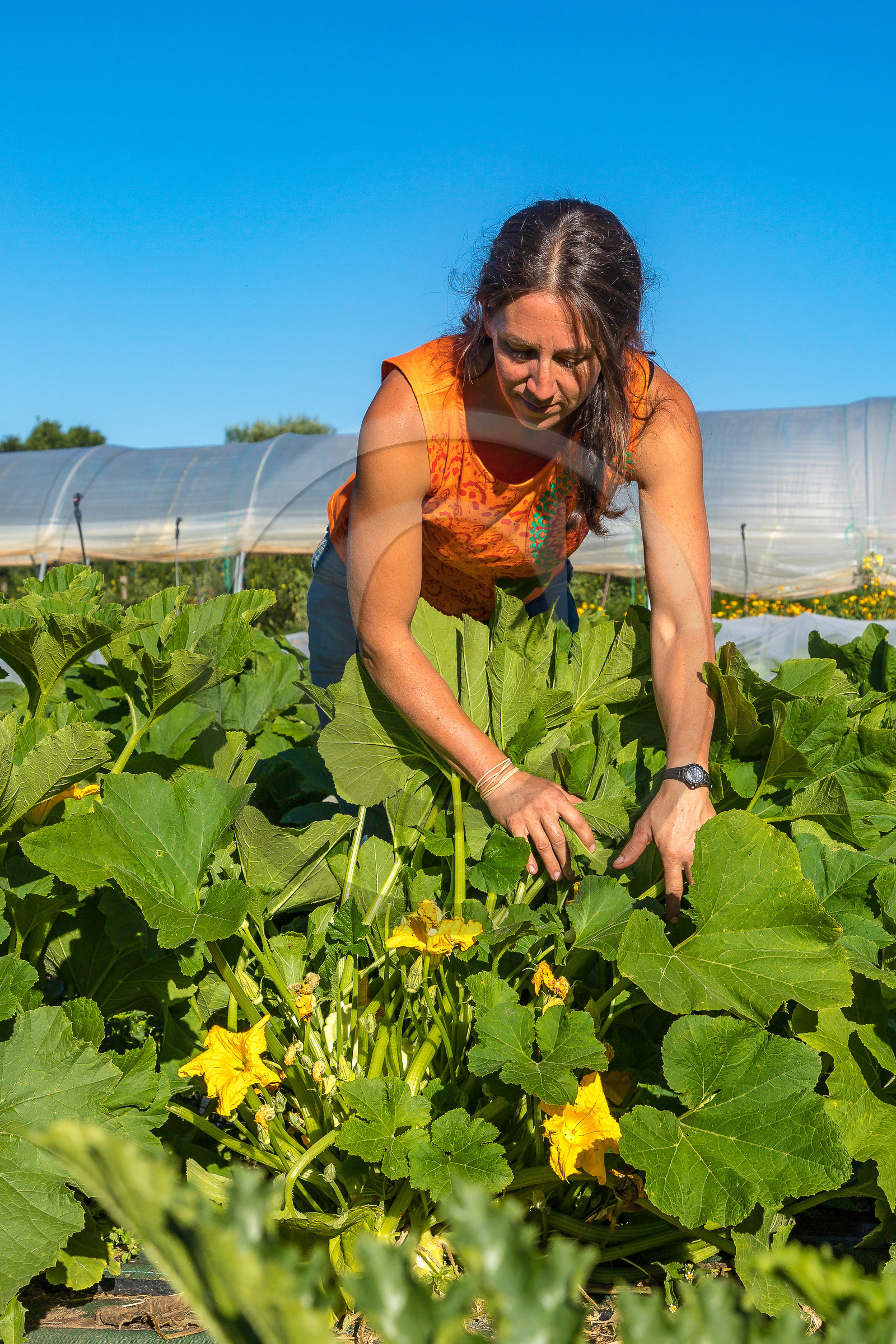 LéguMontagne Sylvie Jaussaud , Maraîchères bio