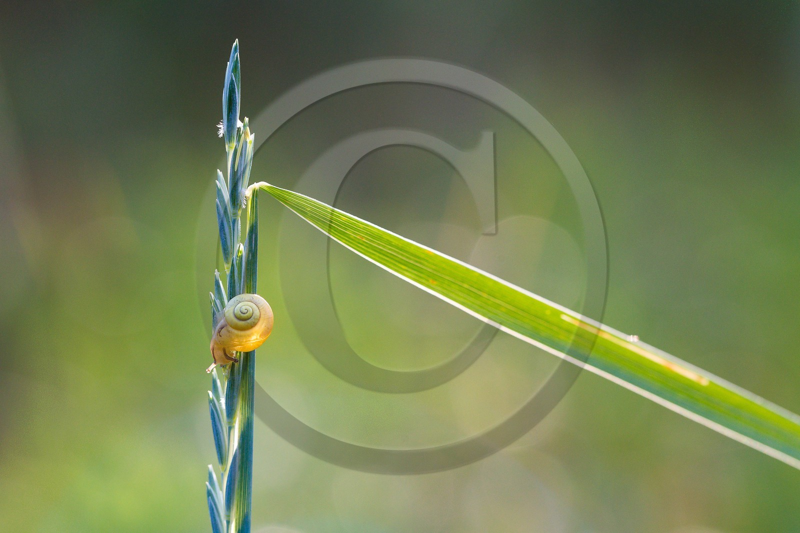 ENS de l'Isère, , le méandre des Oves