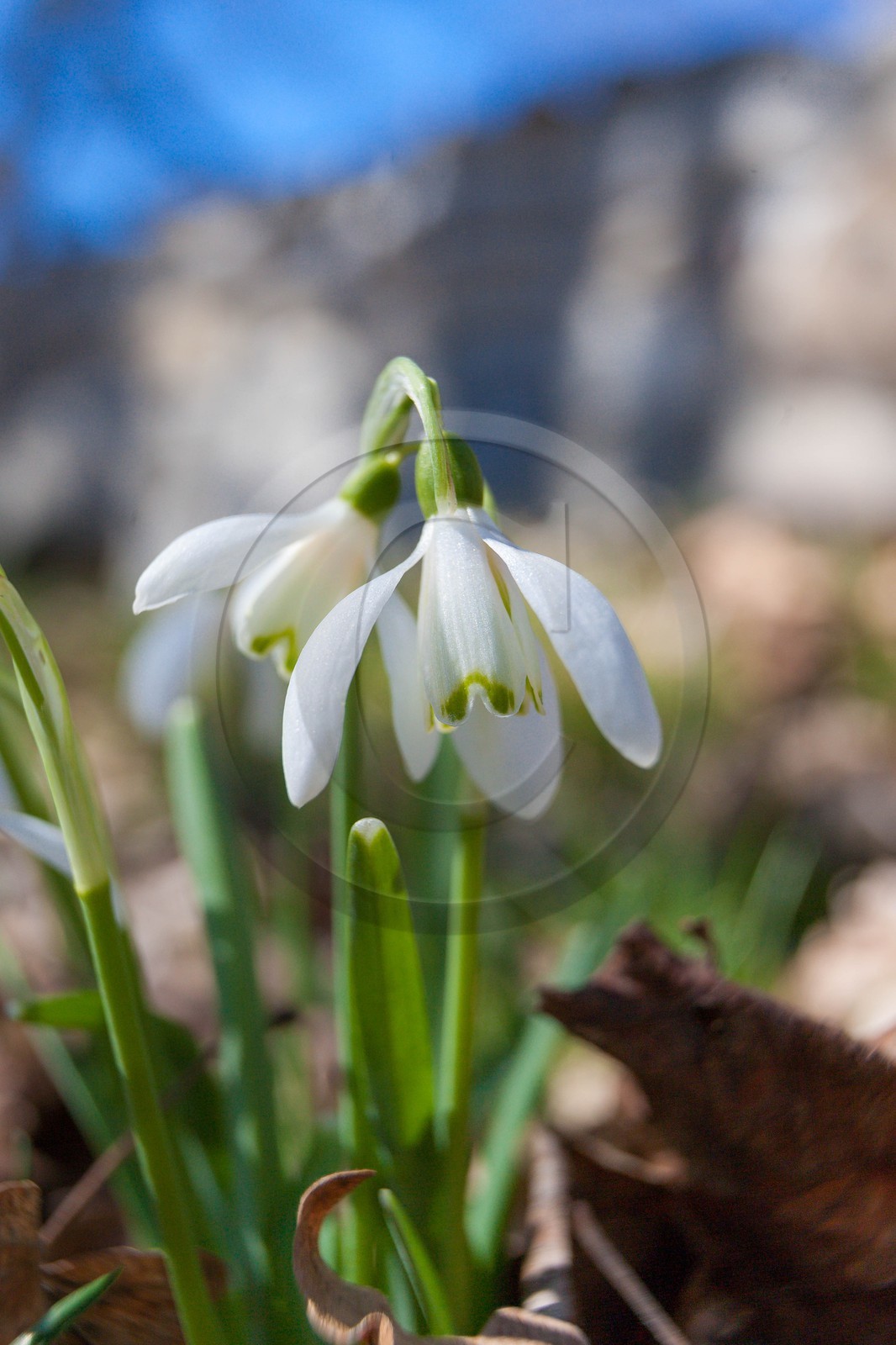 Perce-neige, Galanthus nivalis