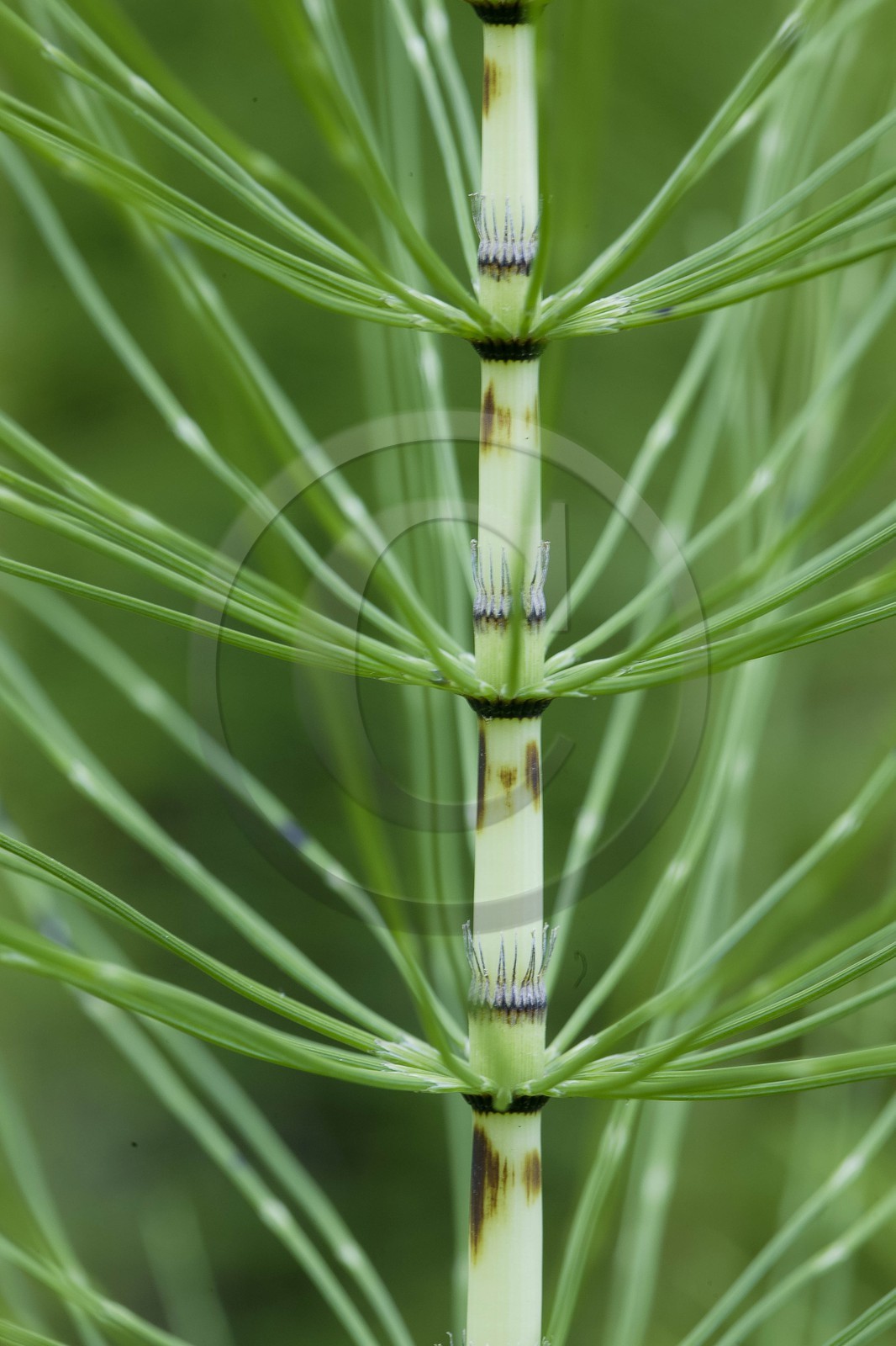 Prêle des champs, Equisetum arvense
