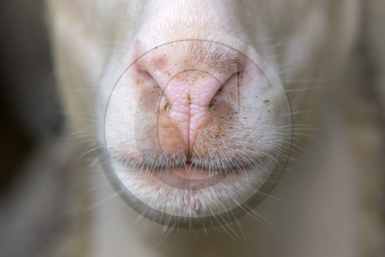 Bergerie de la Lignarre