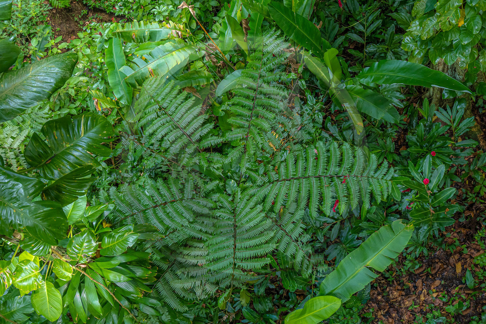 Forêt tropicale, Parc national de la Guadeloupe