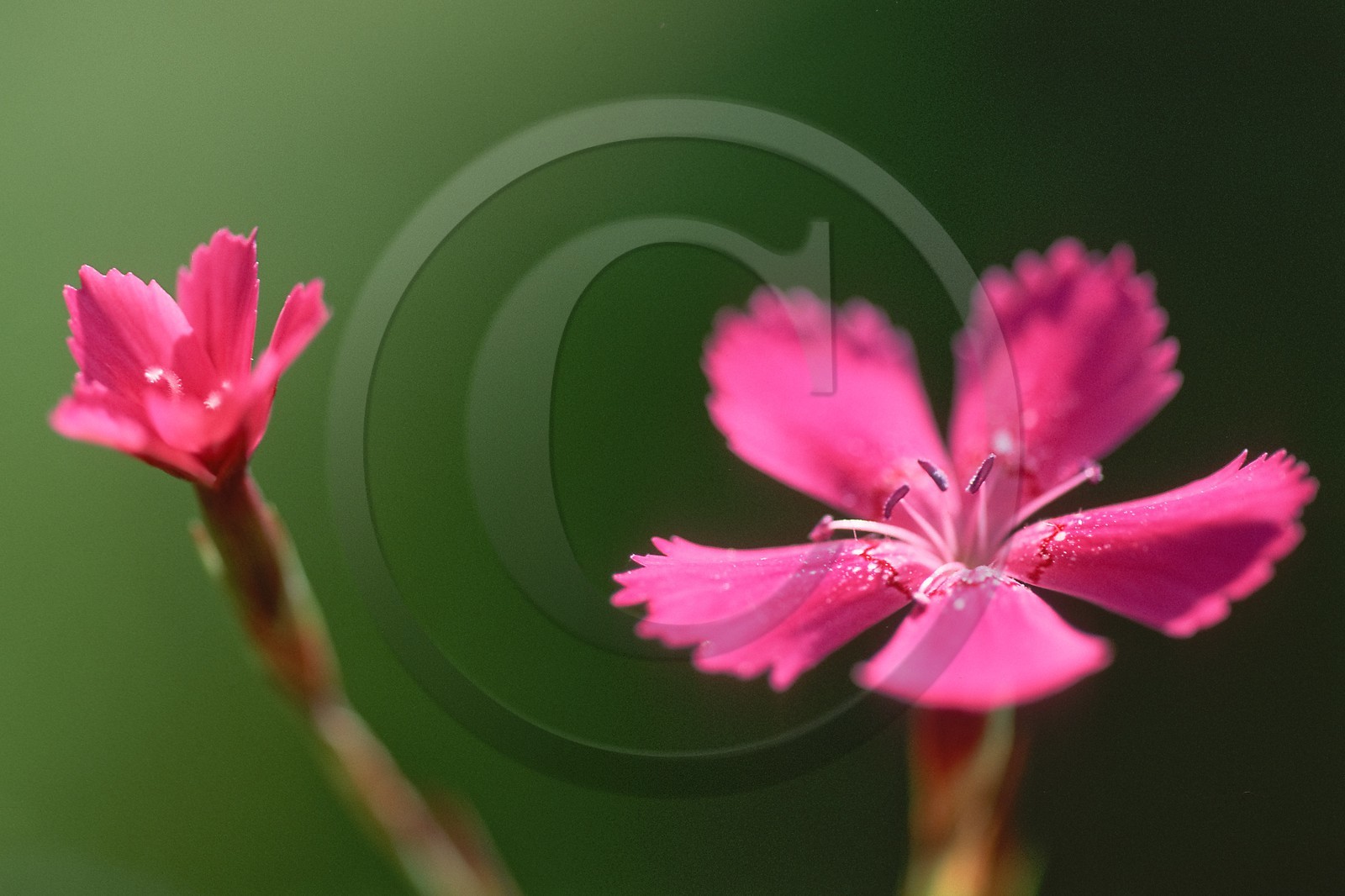 Oeillet deltoide, Dianthus deltoides