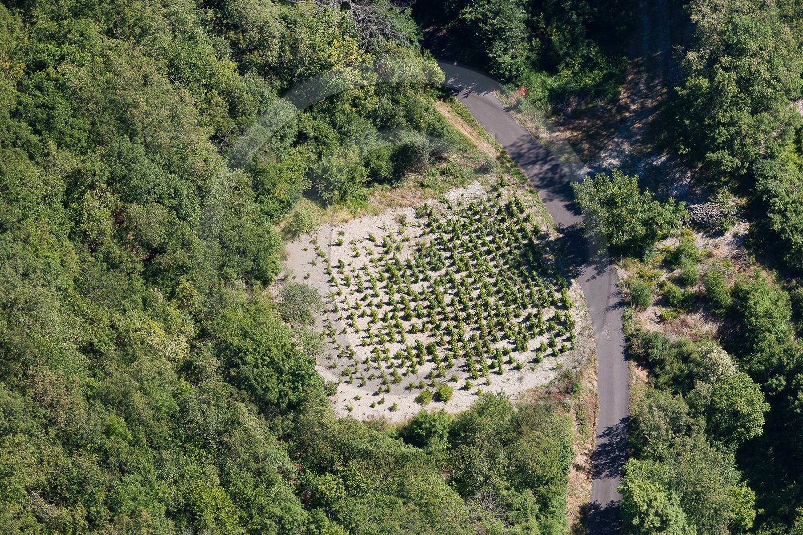 Forêt, Plantation