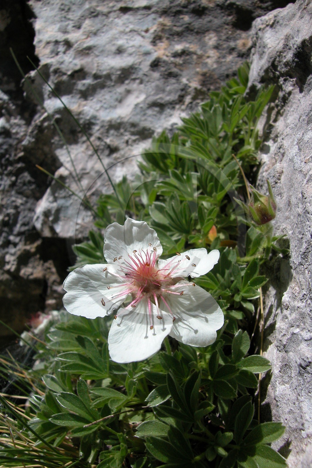 Potentille luisante (potentilla nitida)
