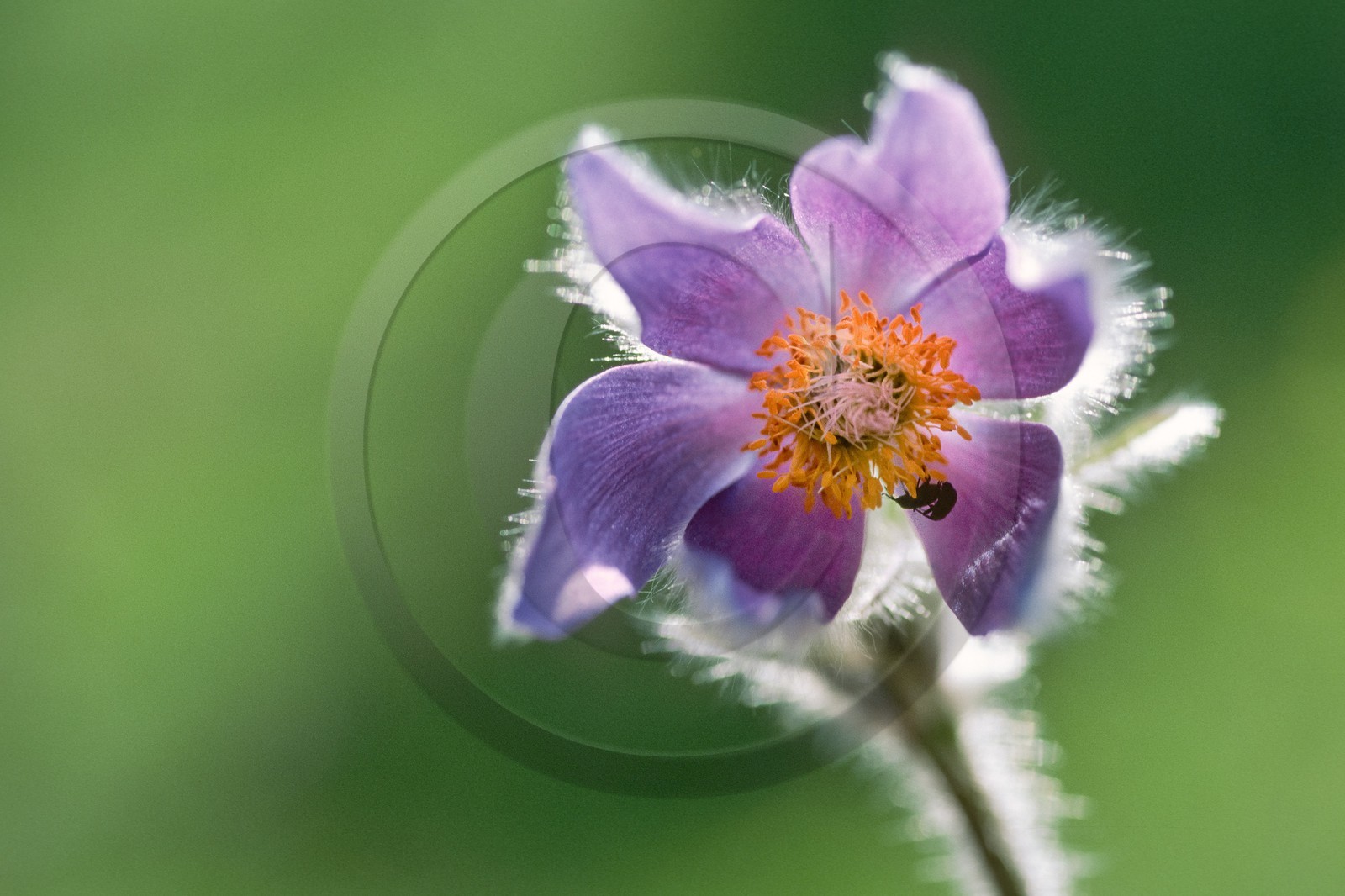 Pulsatille de Haller, Pulsatilla halleri