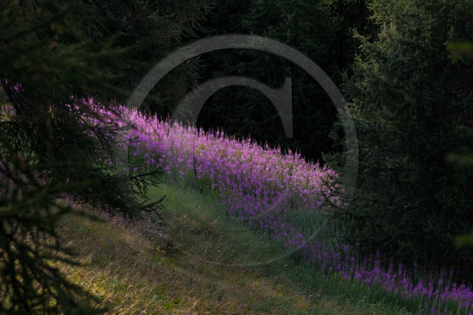 Épilobe en épi ou Laurier de Saint-Antoine, Chamerion angustifolium