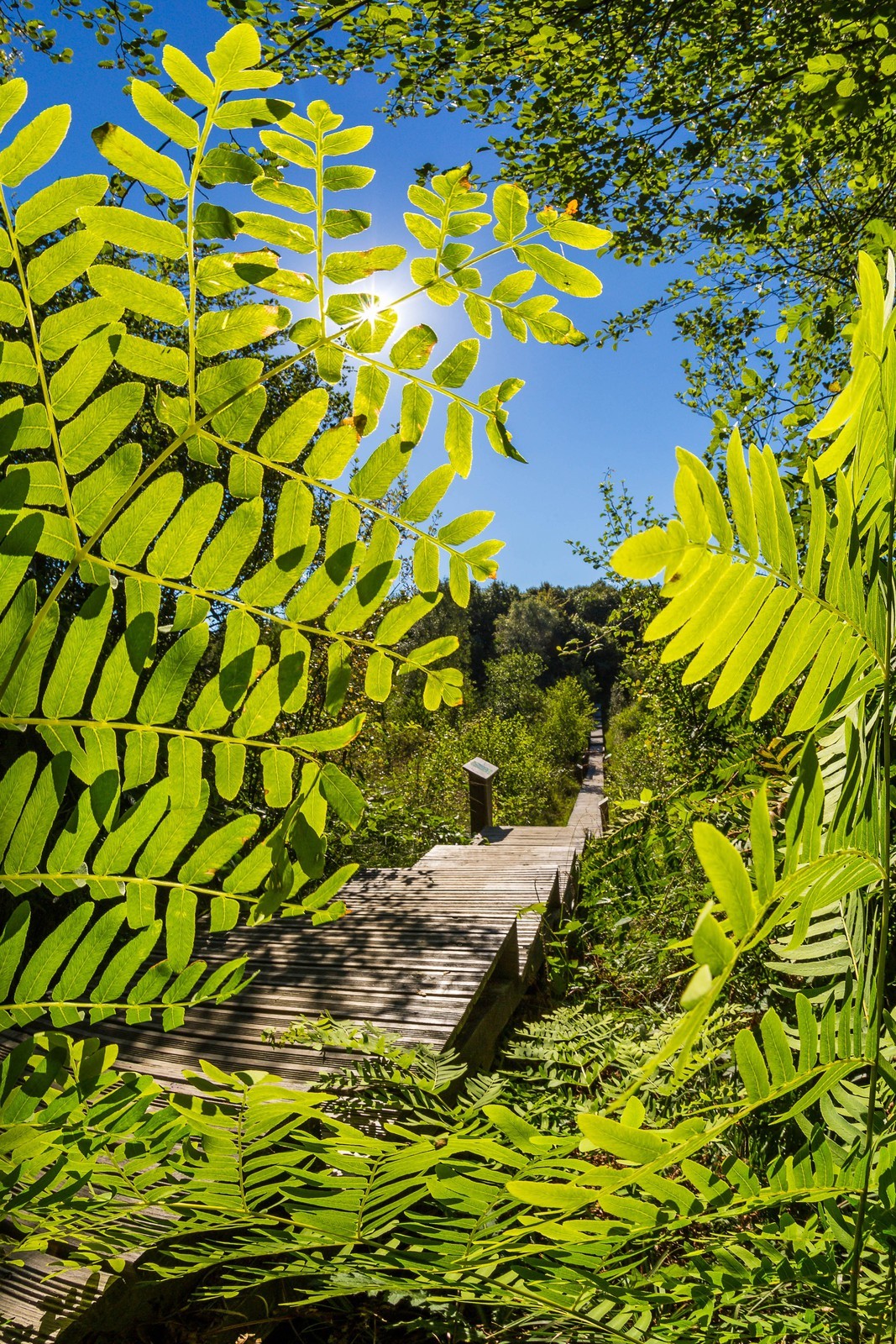 ENS de l'Isère, Tourbière des Planchettes, Osmonde royale (Osmunda regalis)