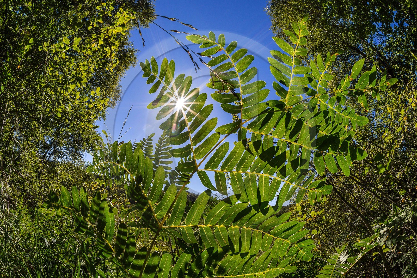 ENS de l'Isère, Tourbière des Planchettes, Osmonde royale (Osmunda regalis)