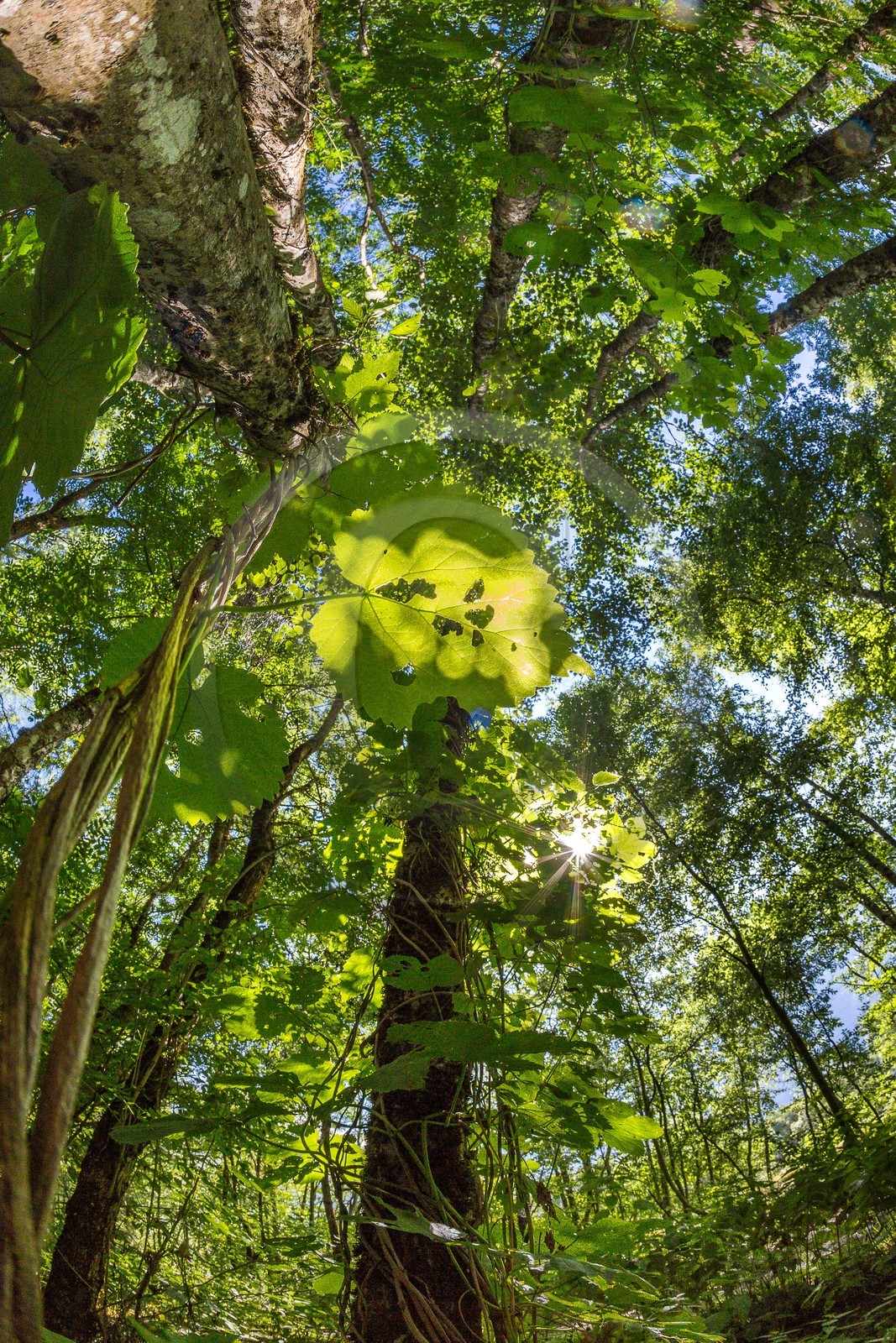ENS de l'Isère, Vieille morte de Bourg d'Oisans