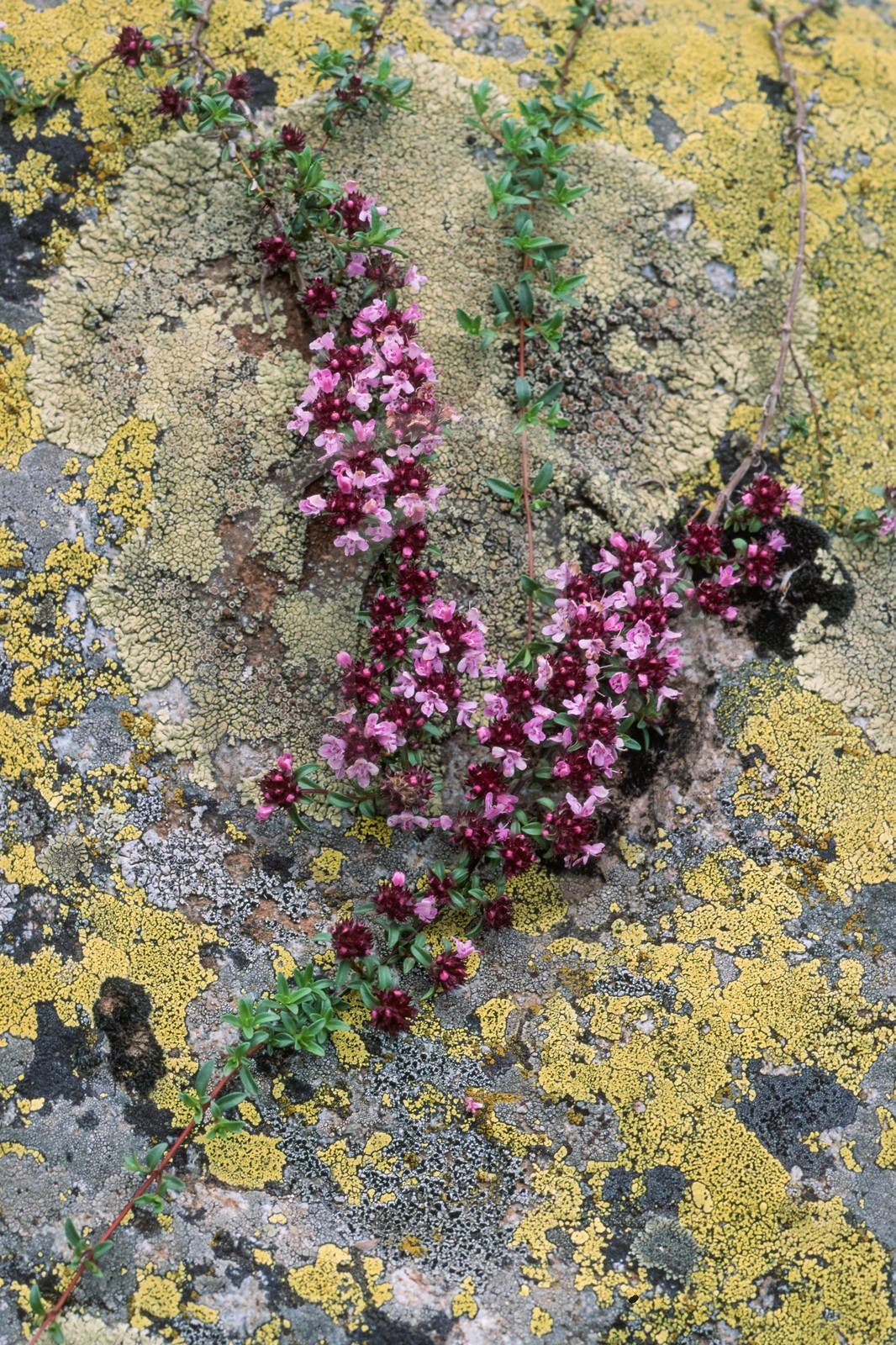 Thym serpolet, Thymus serpyllum