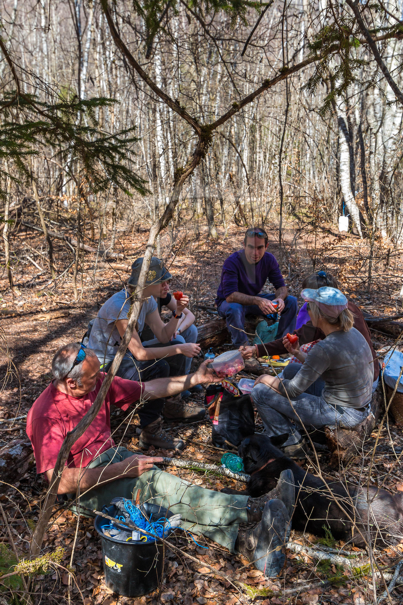 Récolte de sève de bouleau