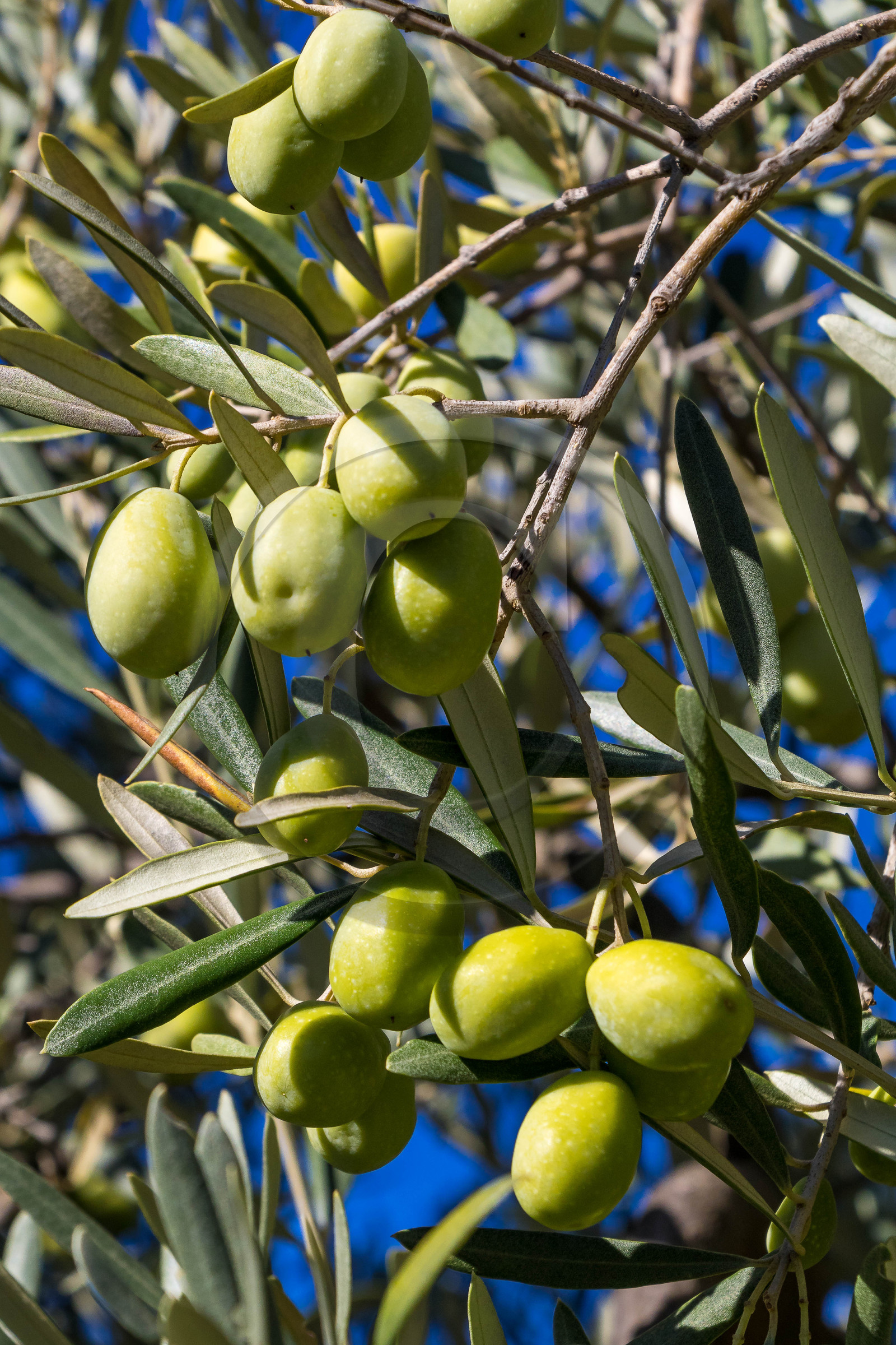 Le verger des Baux, Olivier Roman