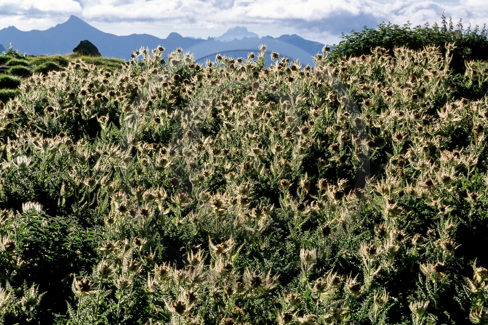 Cirse épineux, Cirsium spinosissimum