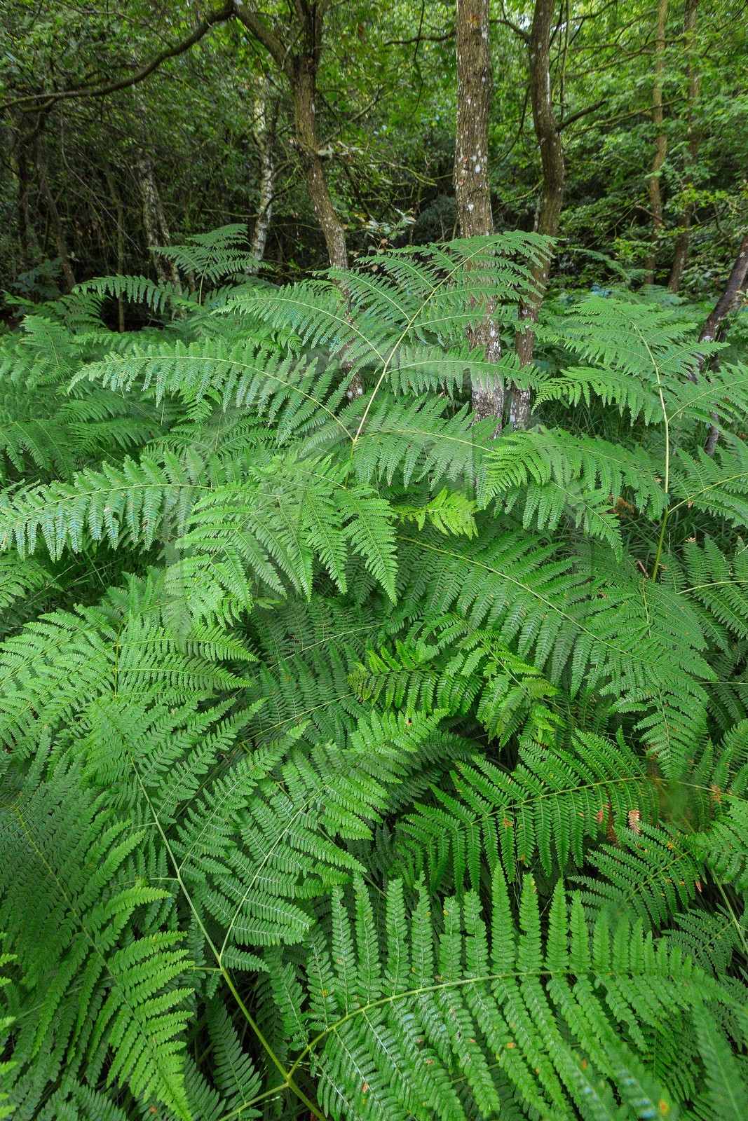 ENS de l'Isère, Tourbière des Planchettes