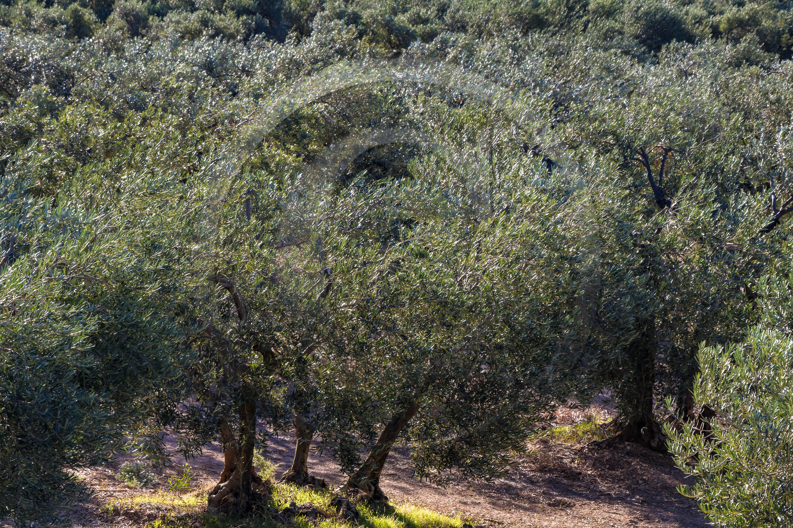 Le verger des Baux, Olivier Roman