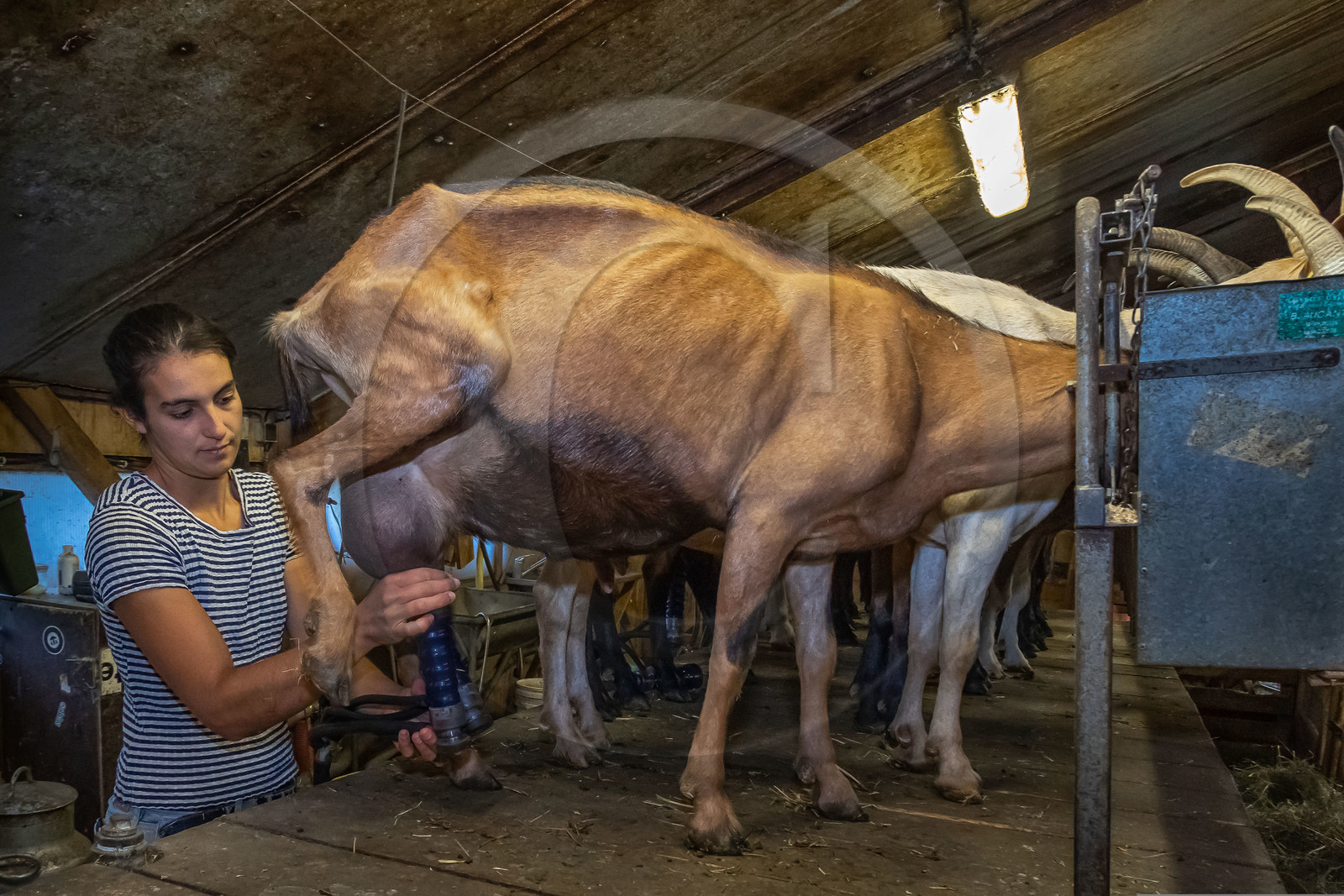 Ferme du Bayle, traite des chèvres