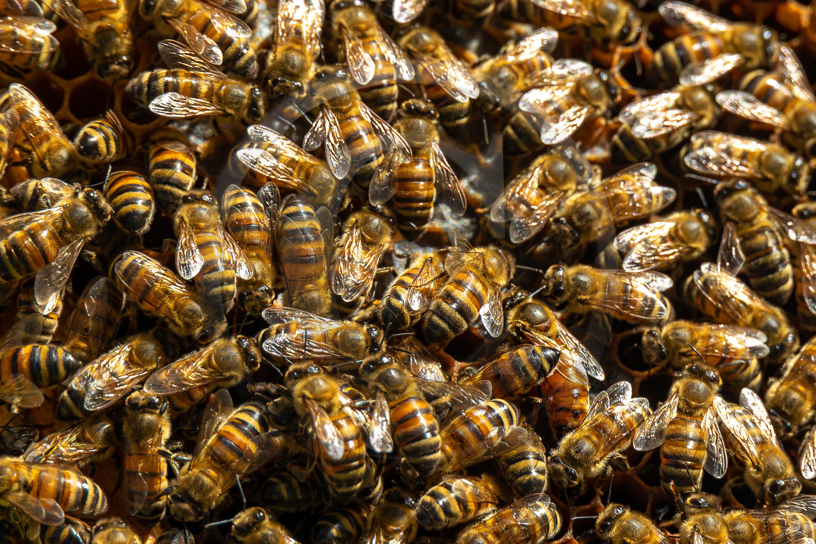 Jean-Jacques Daubert - Apiculteur