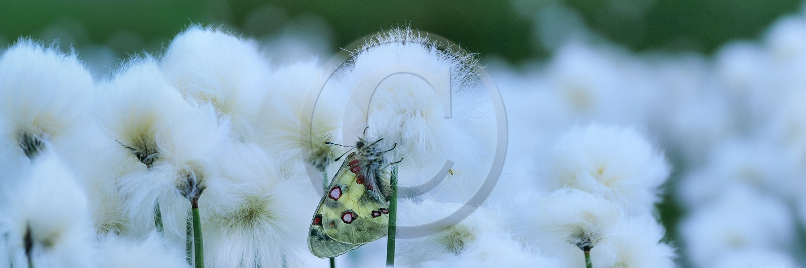papillon, apollon, parnassius apollo
