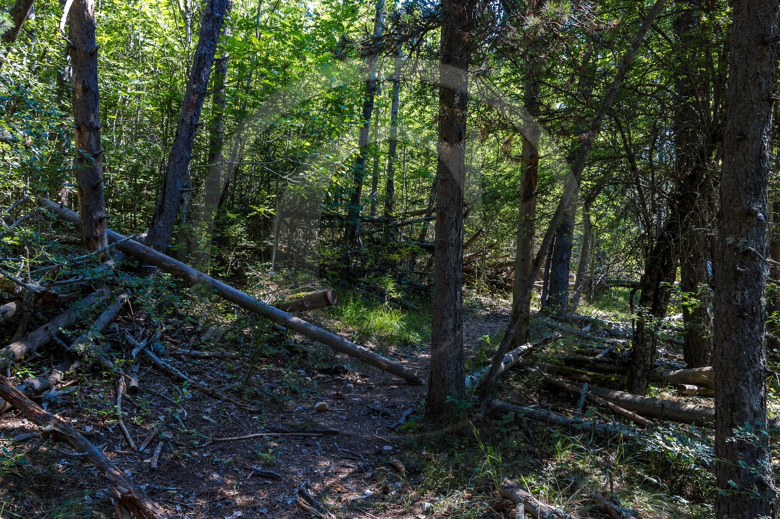 Forêt domaniale du Vanson