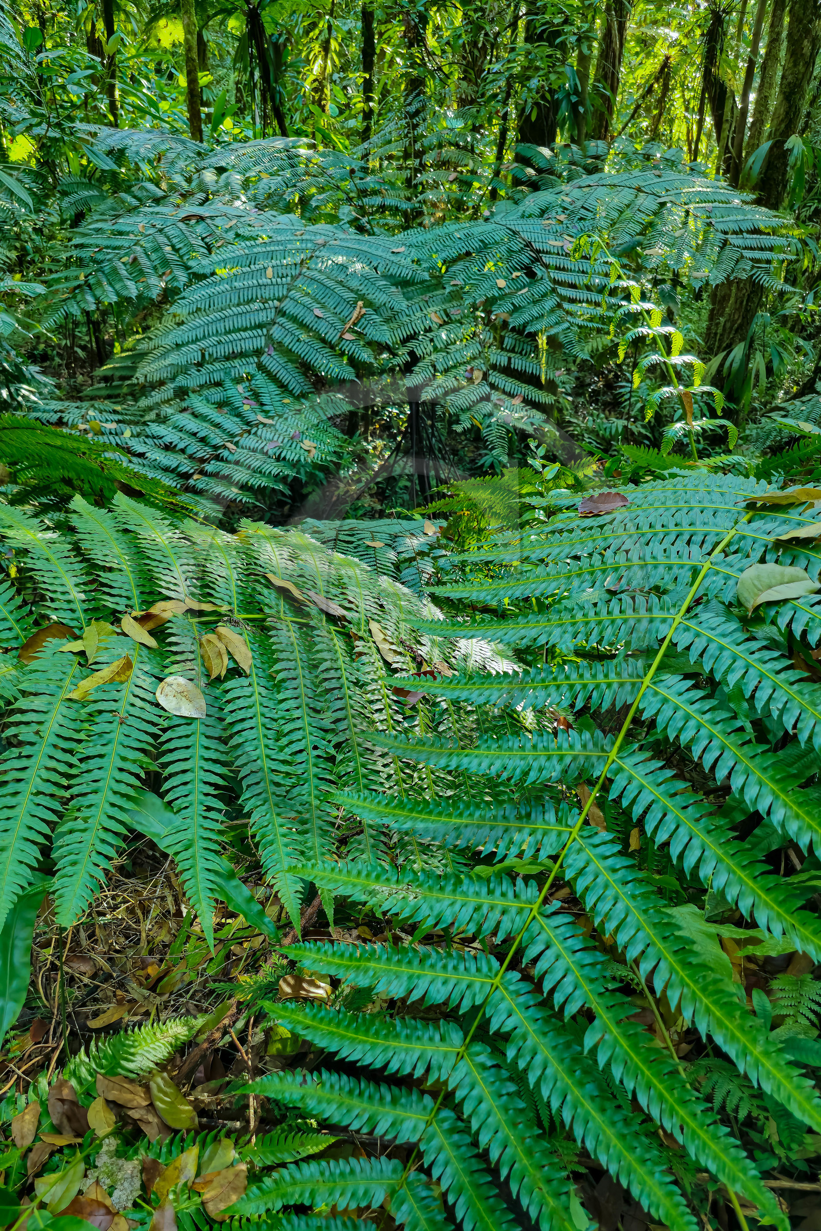 Forêt tropicale, Parc national de la Guadeloupe