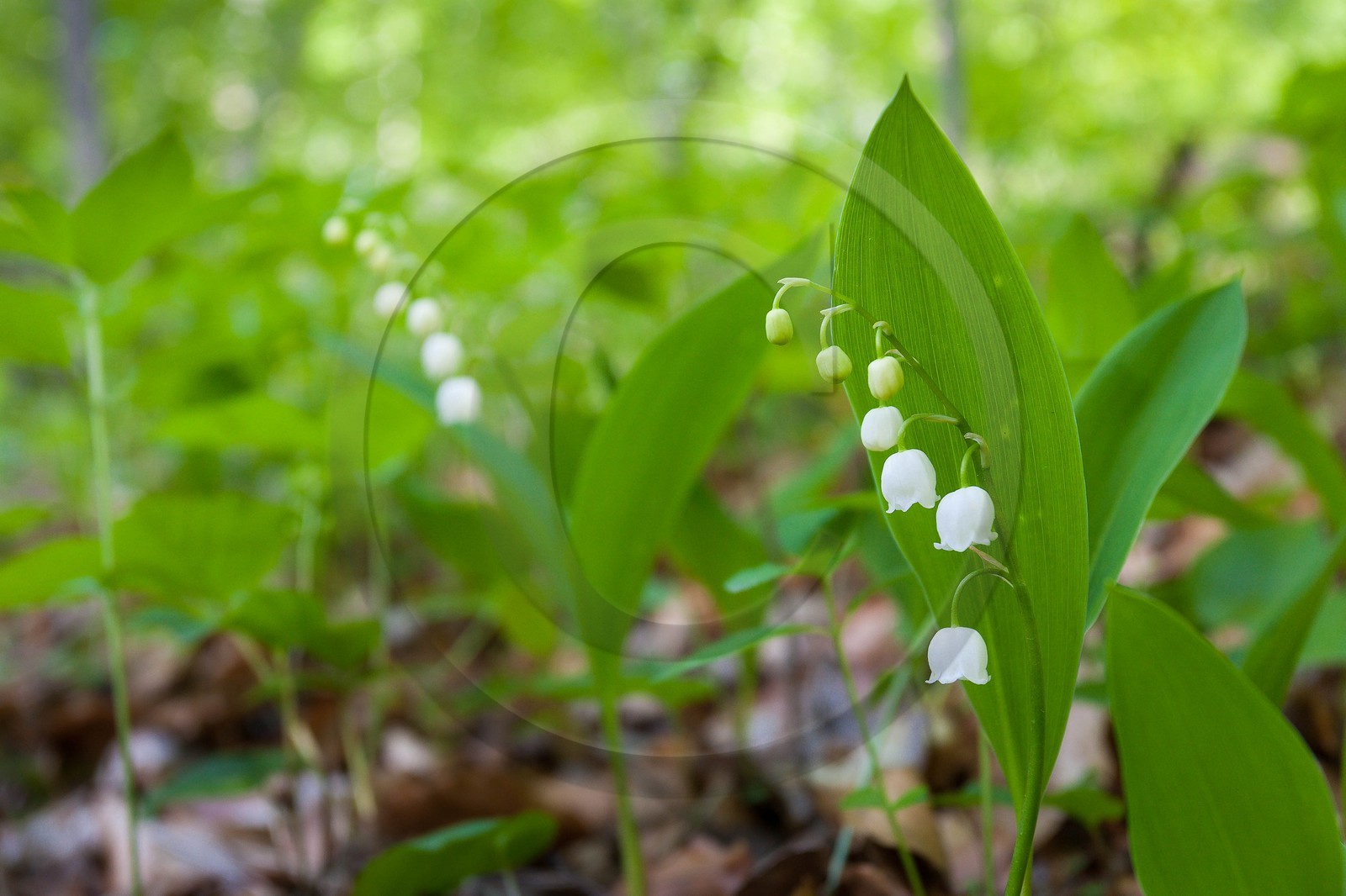 Muguet, Convallaria majalis,