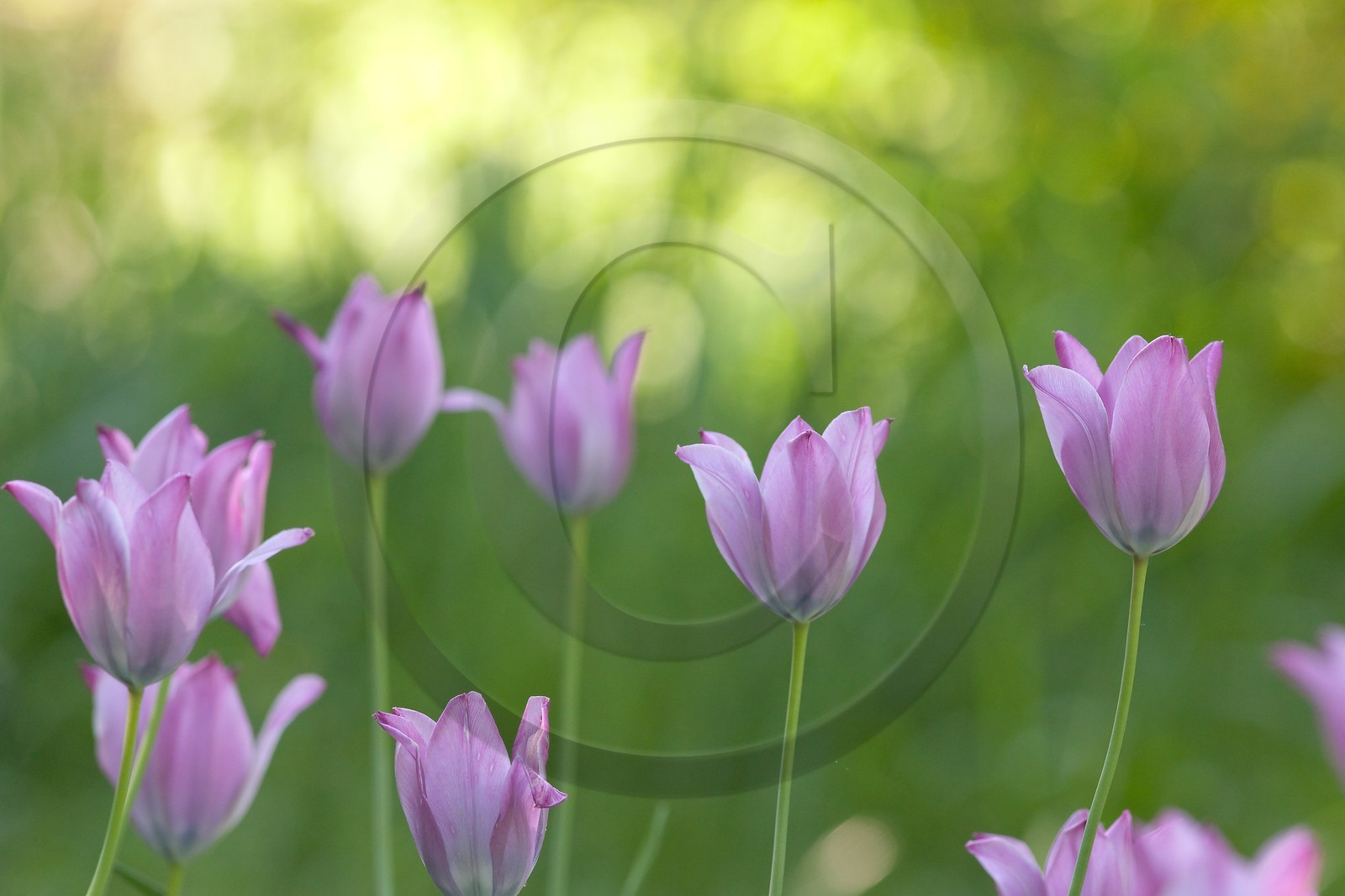 Tulipe de Guillestre, Tulipa platystigma