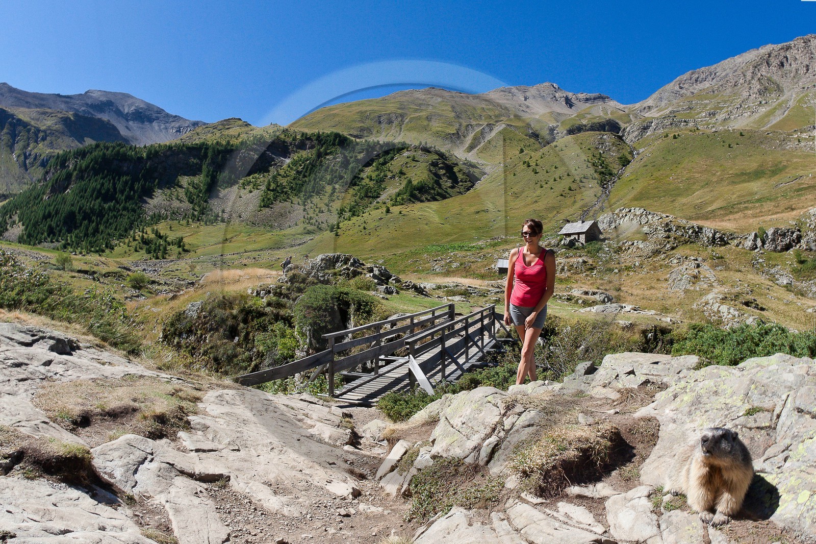 Randonnée vers le Saut du Laire, marmotte