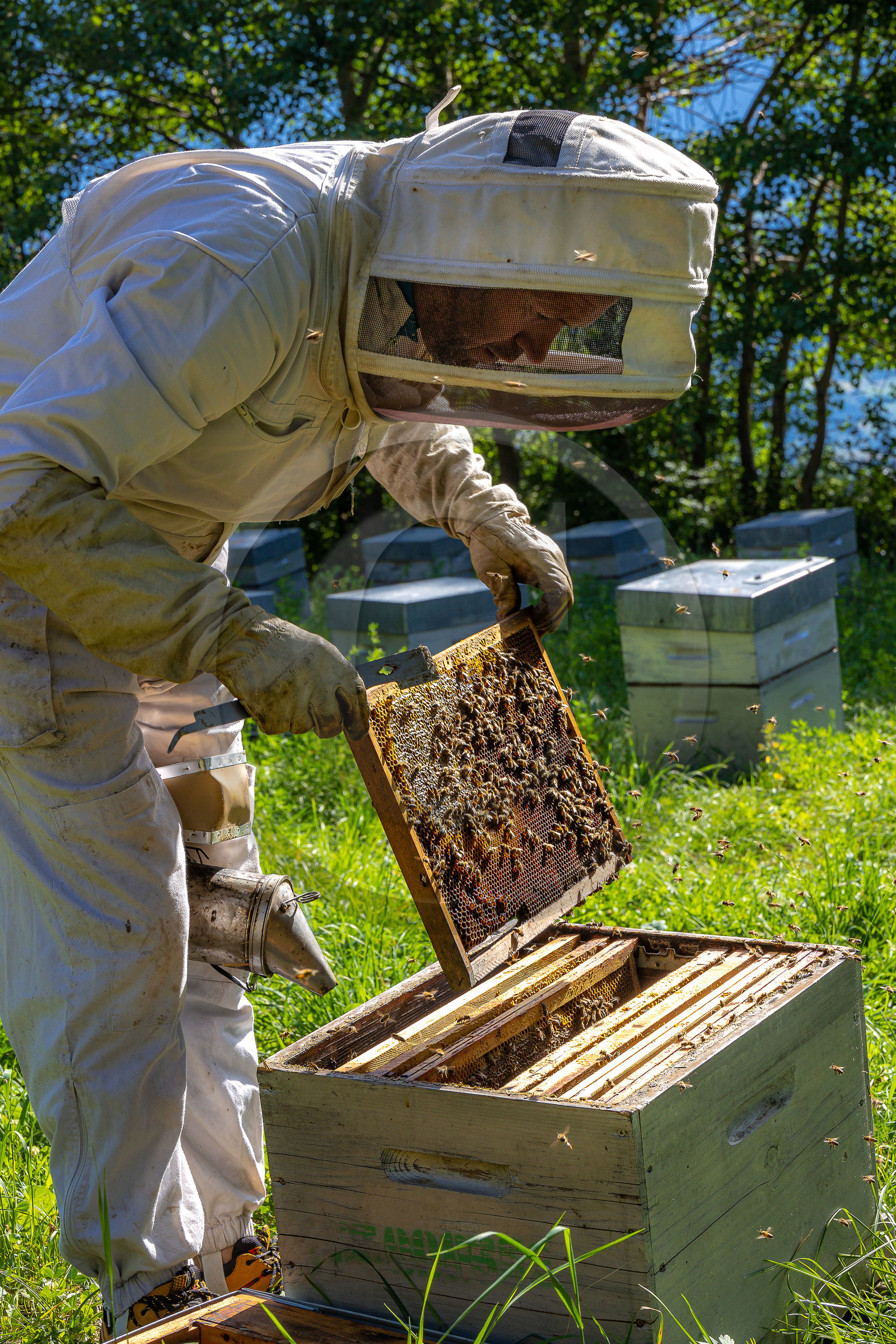 Jean-Jacques Daubert - Apiculteur