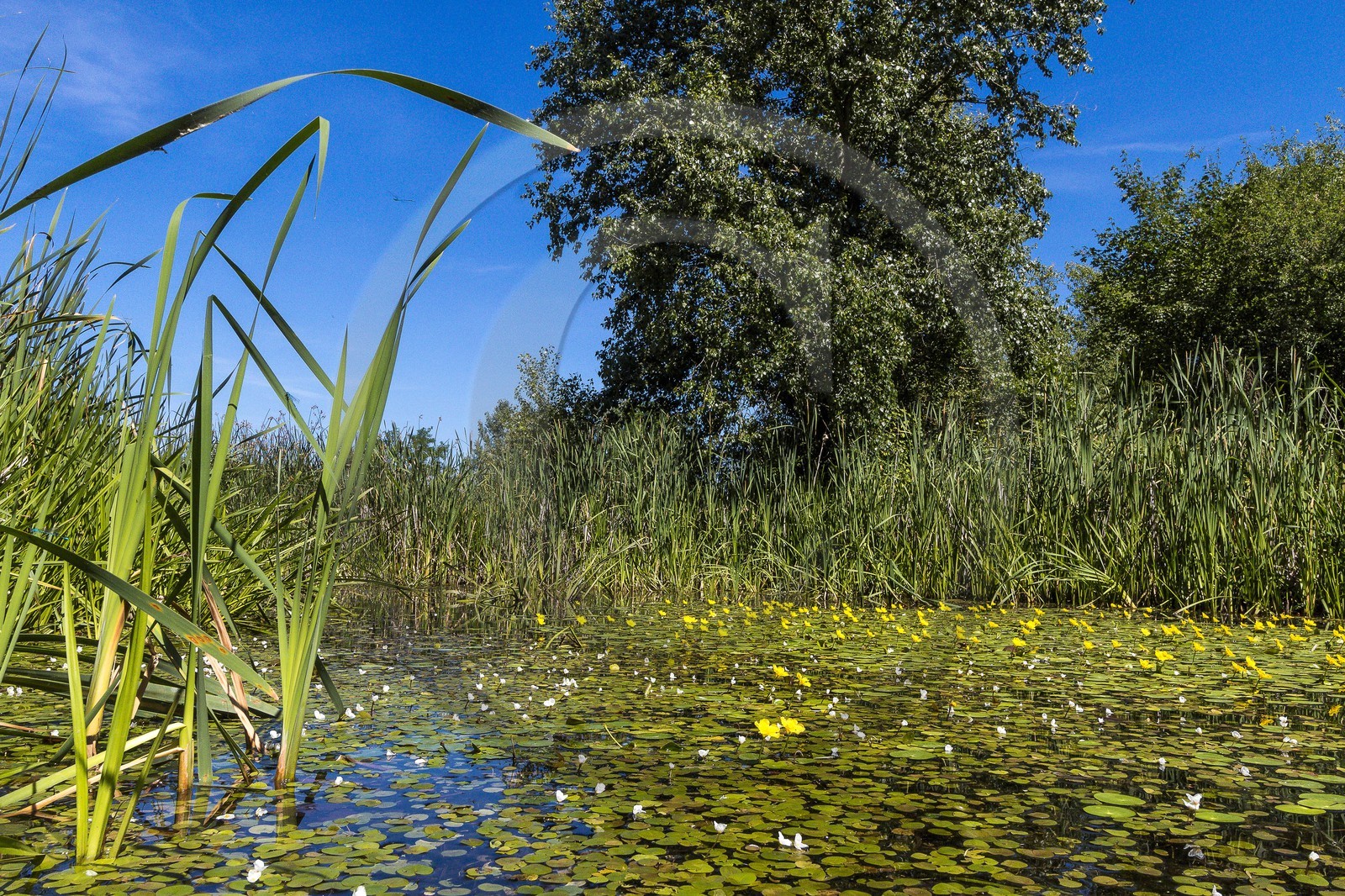 ENS de l'Isère, , le méandre des Oves