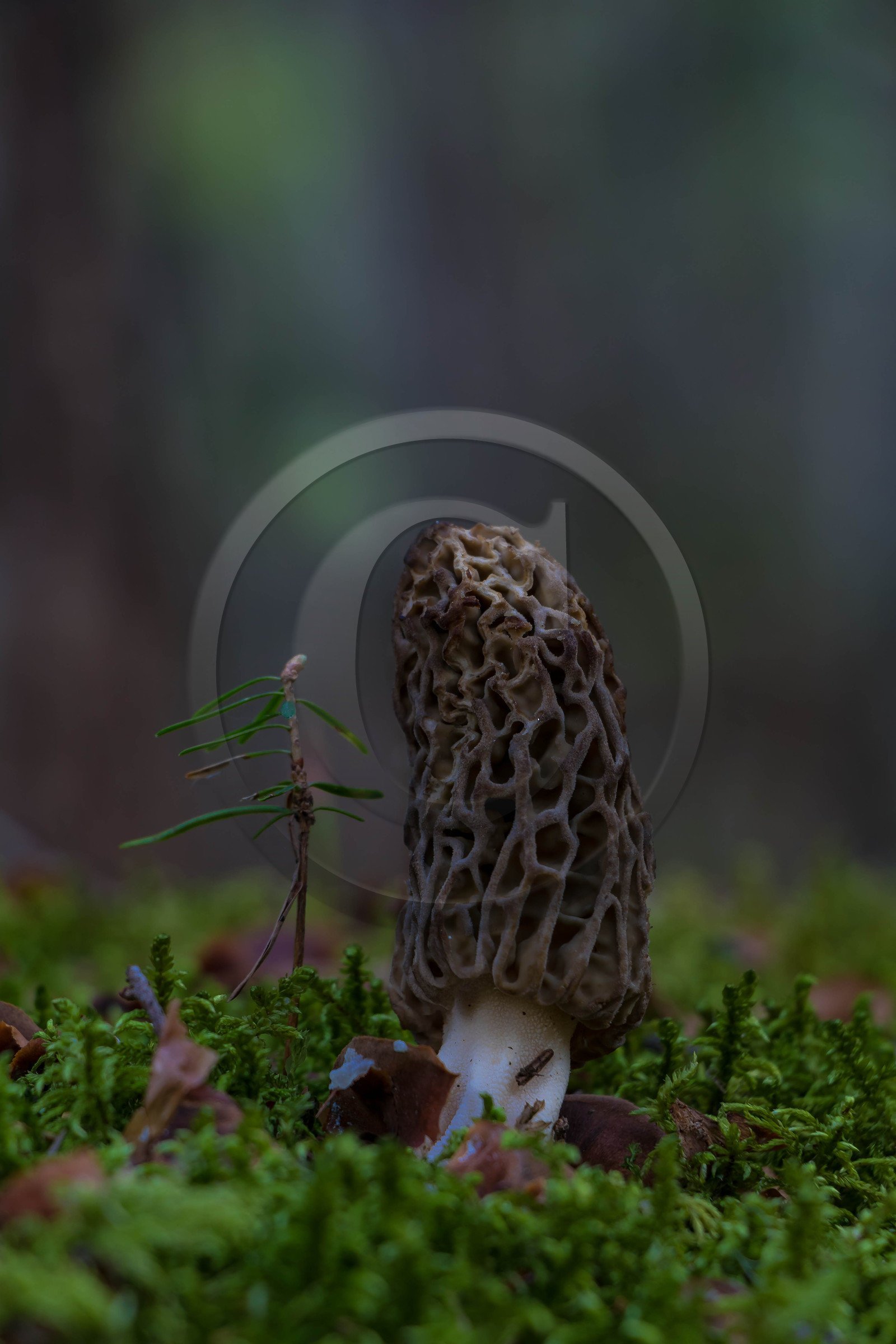 Morille, Morchella
