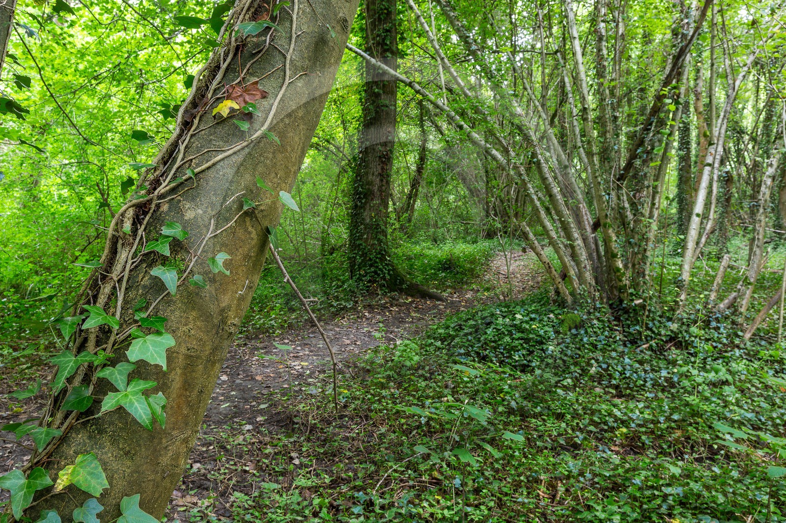 ENS de l'Isère, étang de Mai