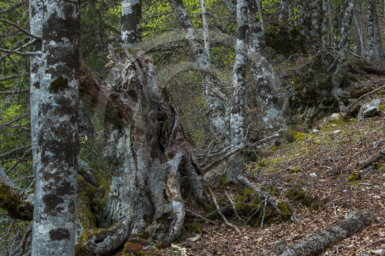 Film : La vallée des loups