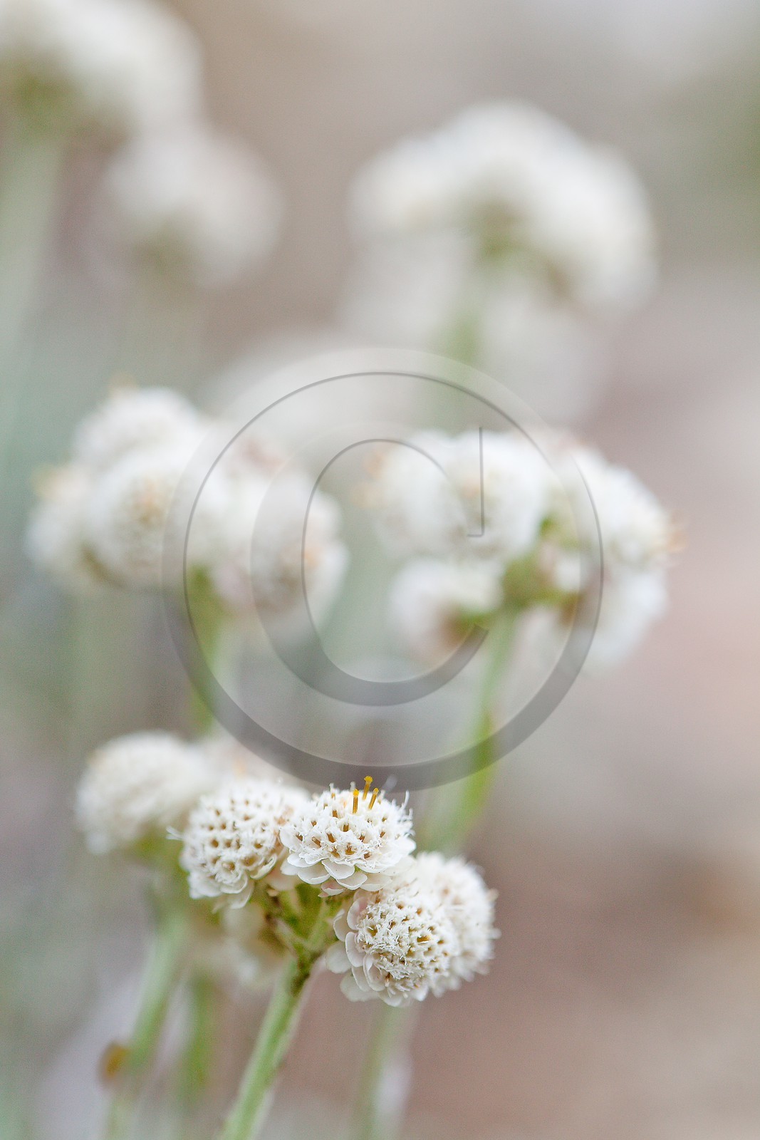 Pied de chat des Carpates, Antennaire des Carpates, Antennaria capartica