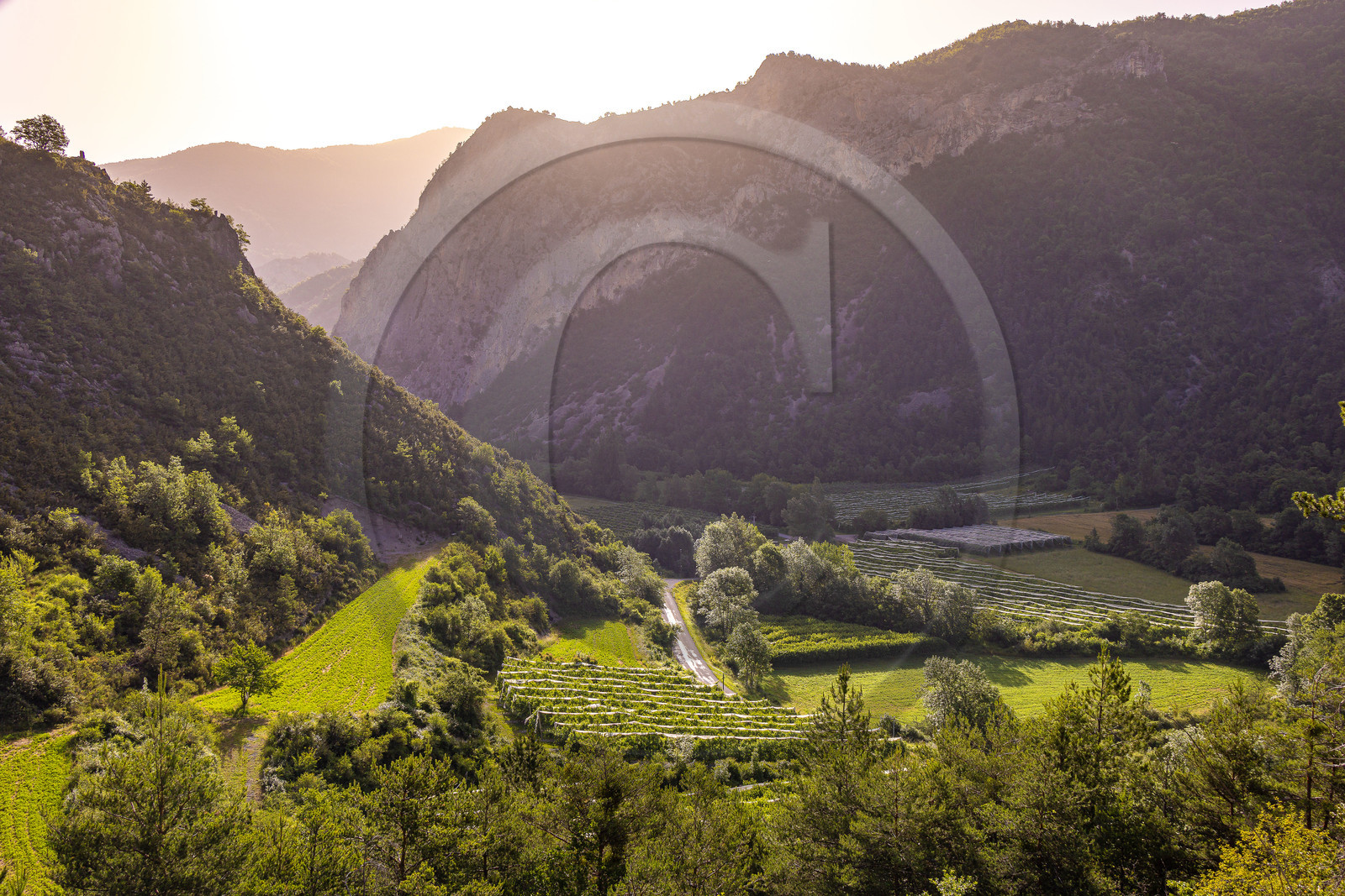 Le Caire, arboriculture dans le Grand Vallon