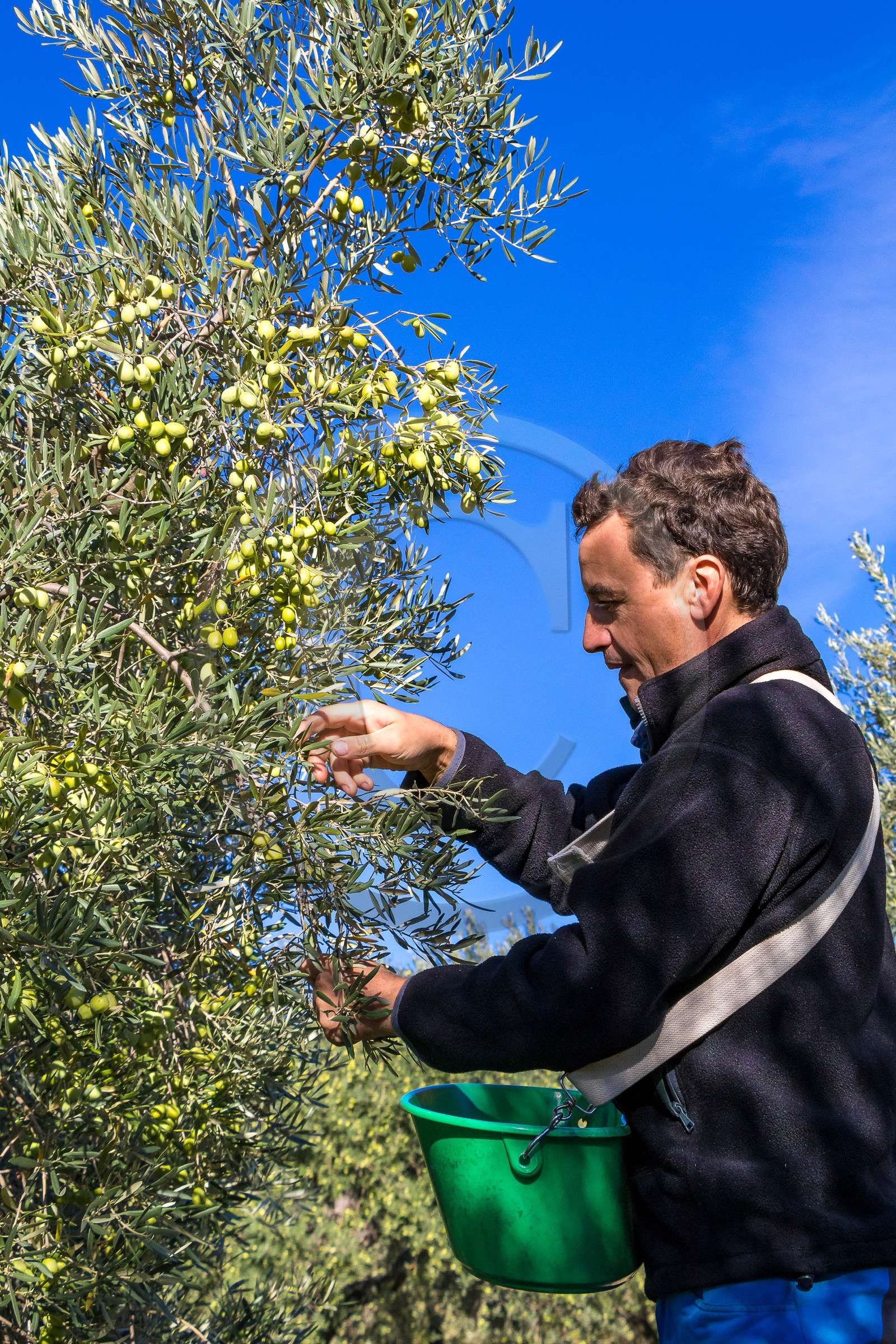 Le verger des Baux, Olivier Roman