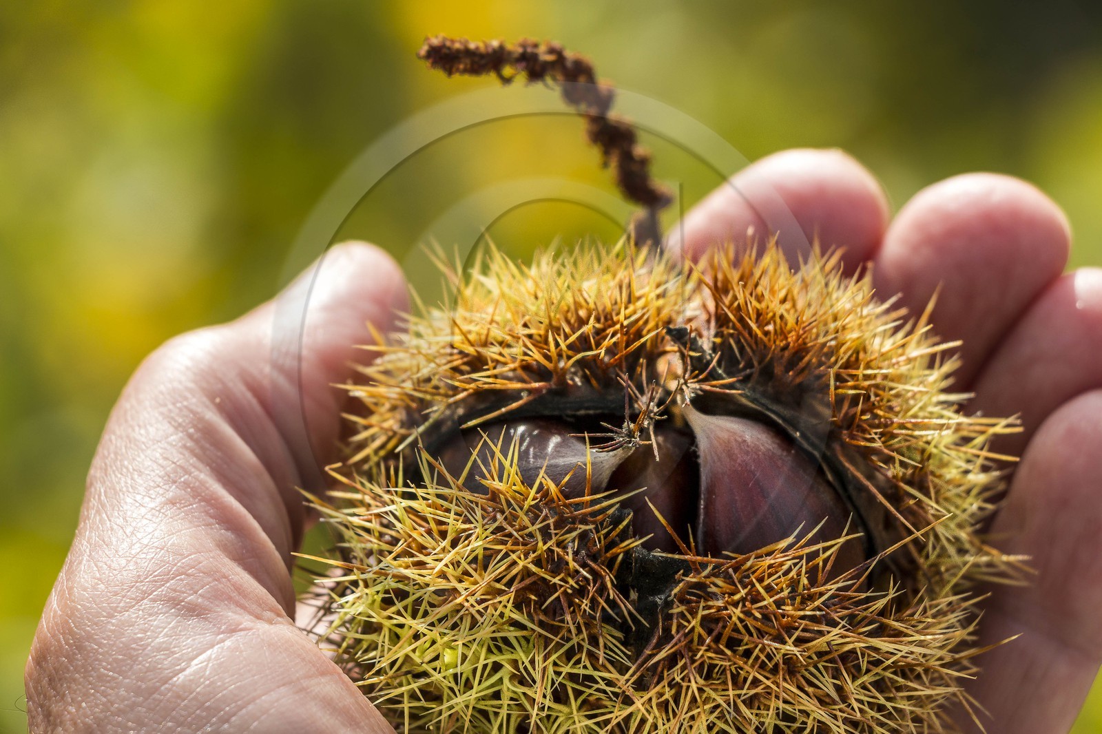 Valdeblore, Saint-Dalmas, chataigneraie de Monsieur Morino