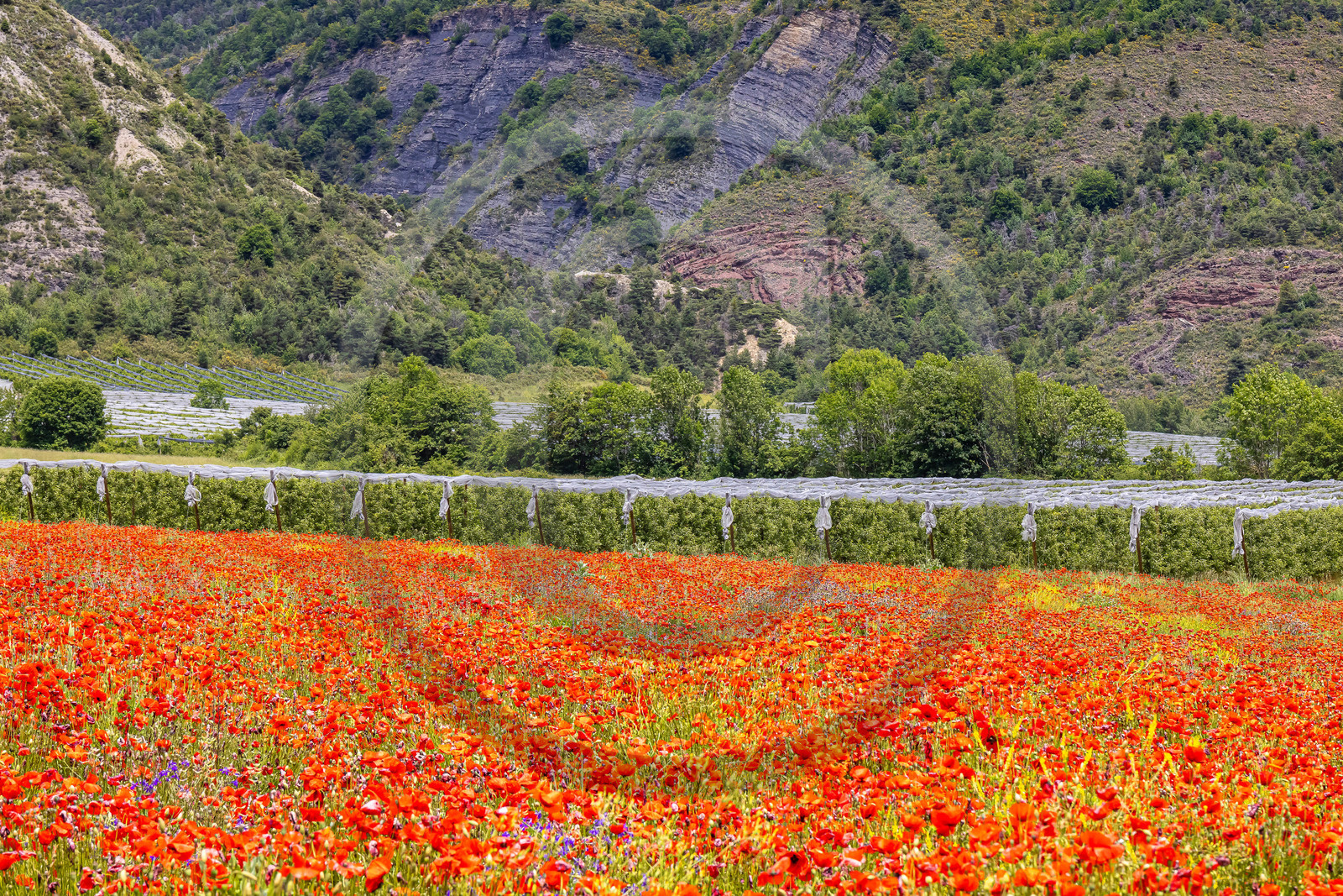 Faucon-du-Caire, cultures avec coquelicots
