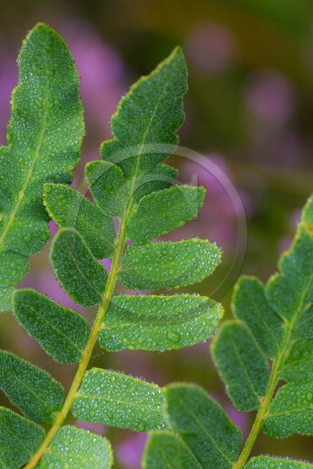 ENS de l'Isère, Tourbière des Planchettes, Osmonde royale (Osmunda regalis)