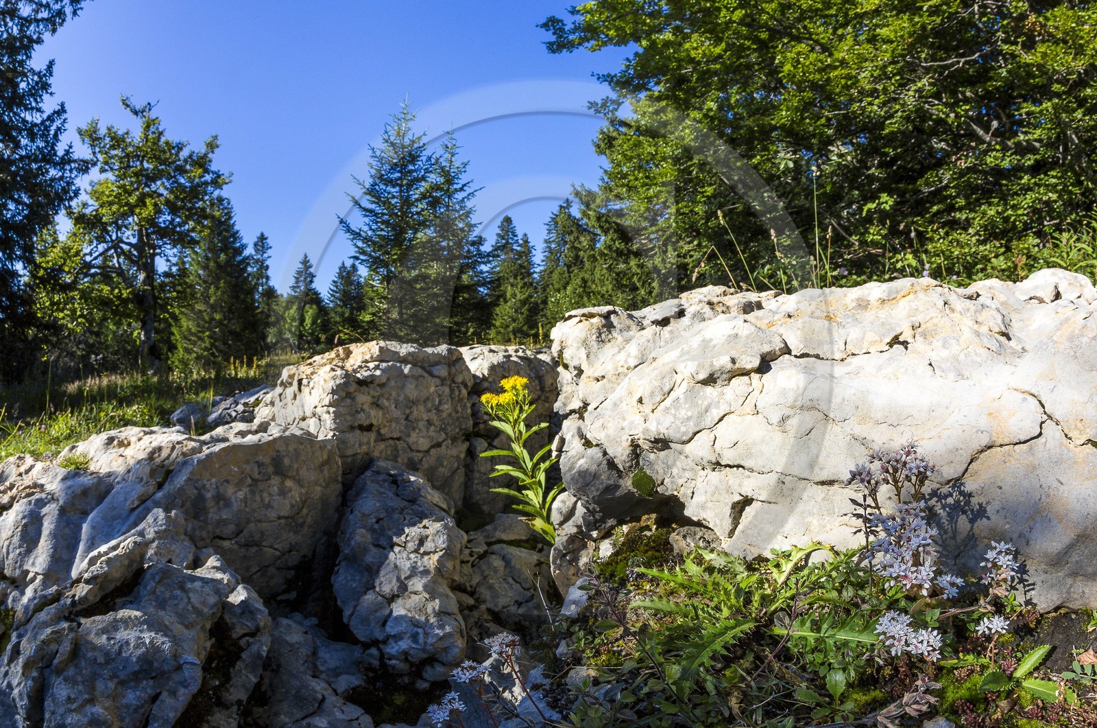ENS de l'Isère, Plateau de la Molière et du Sornin