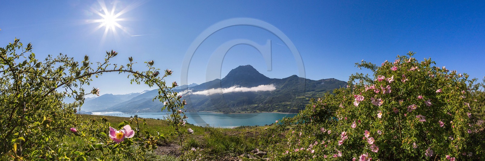 Lac de Serre-Ponçon, rosiers, églantiers et le Pic de Morgon