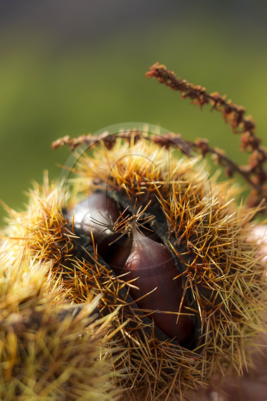 Valdeblore, Saint-Dalmas, chataigneraie de Monsieur Morino