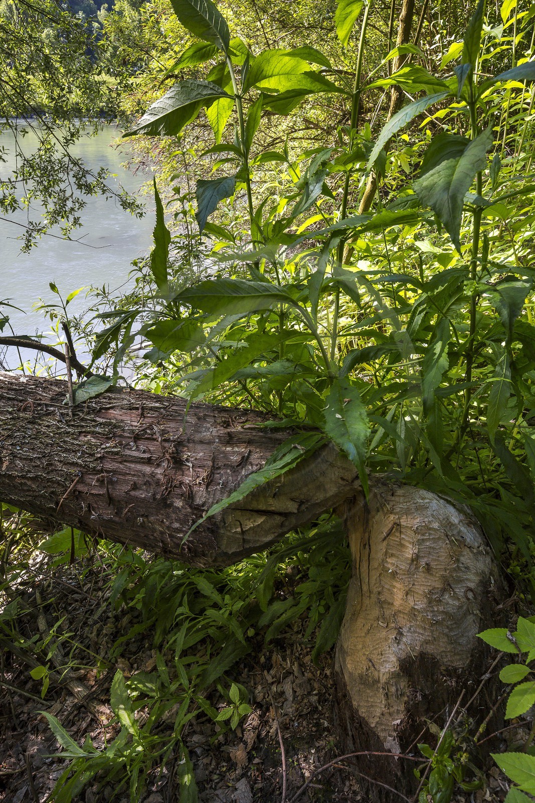 ENS de l'Isère, Boucle de la Taillat