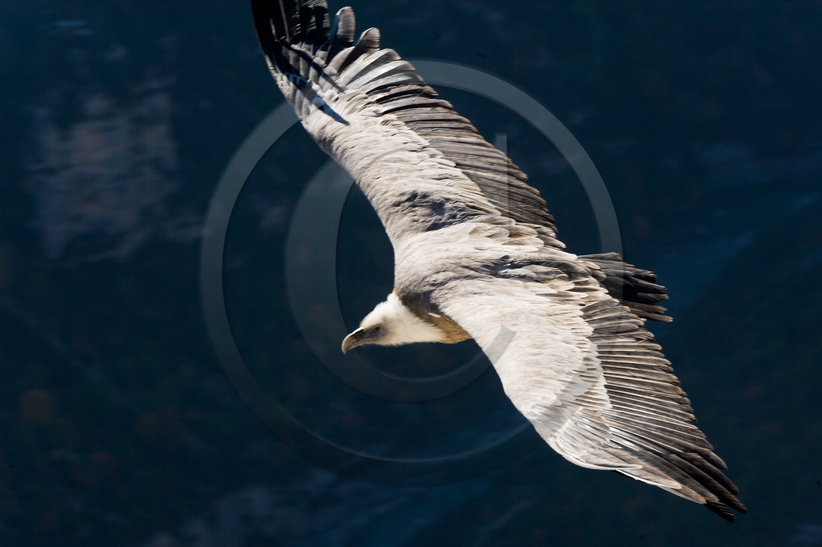 Vautour fauve, Gyps fulvus